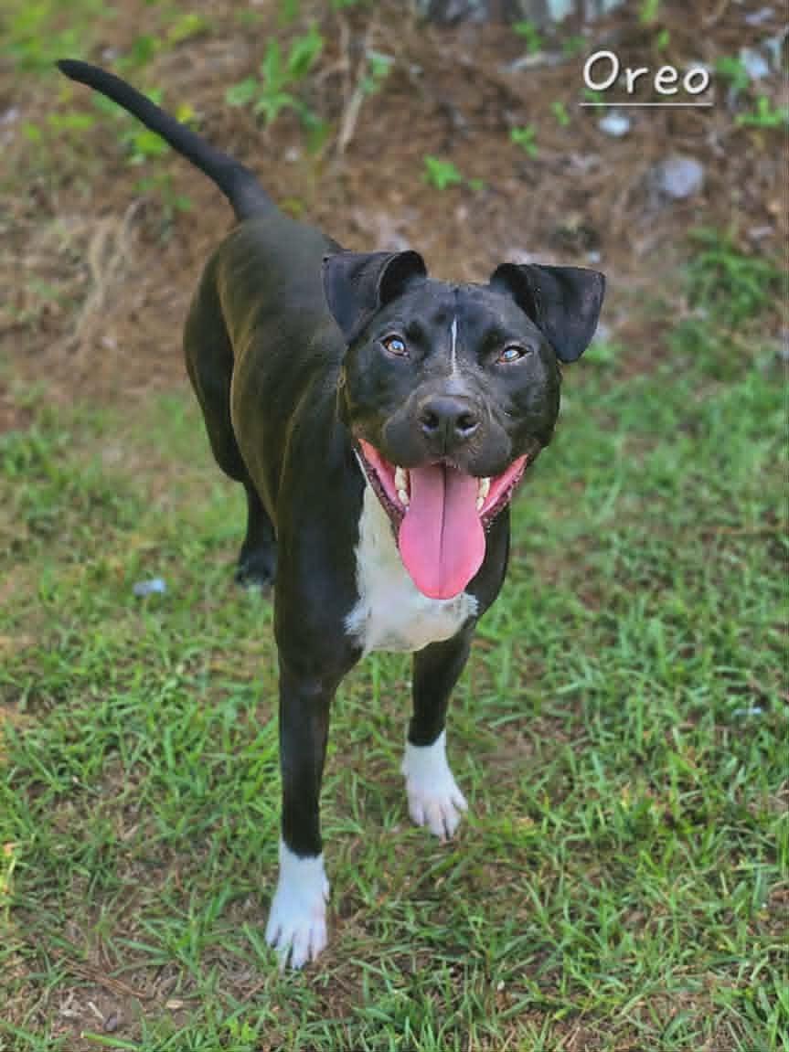 Enlarge Oreo, a Adoptable mixed breed in Bishop, GA image 1/5
