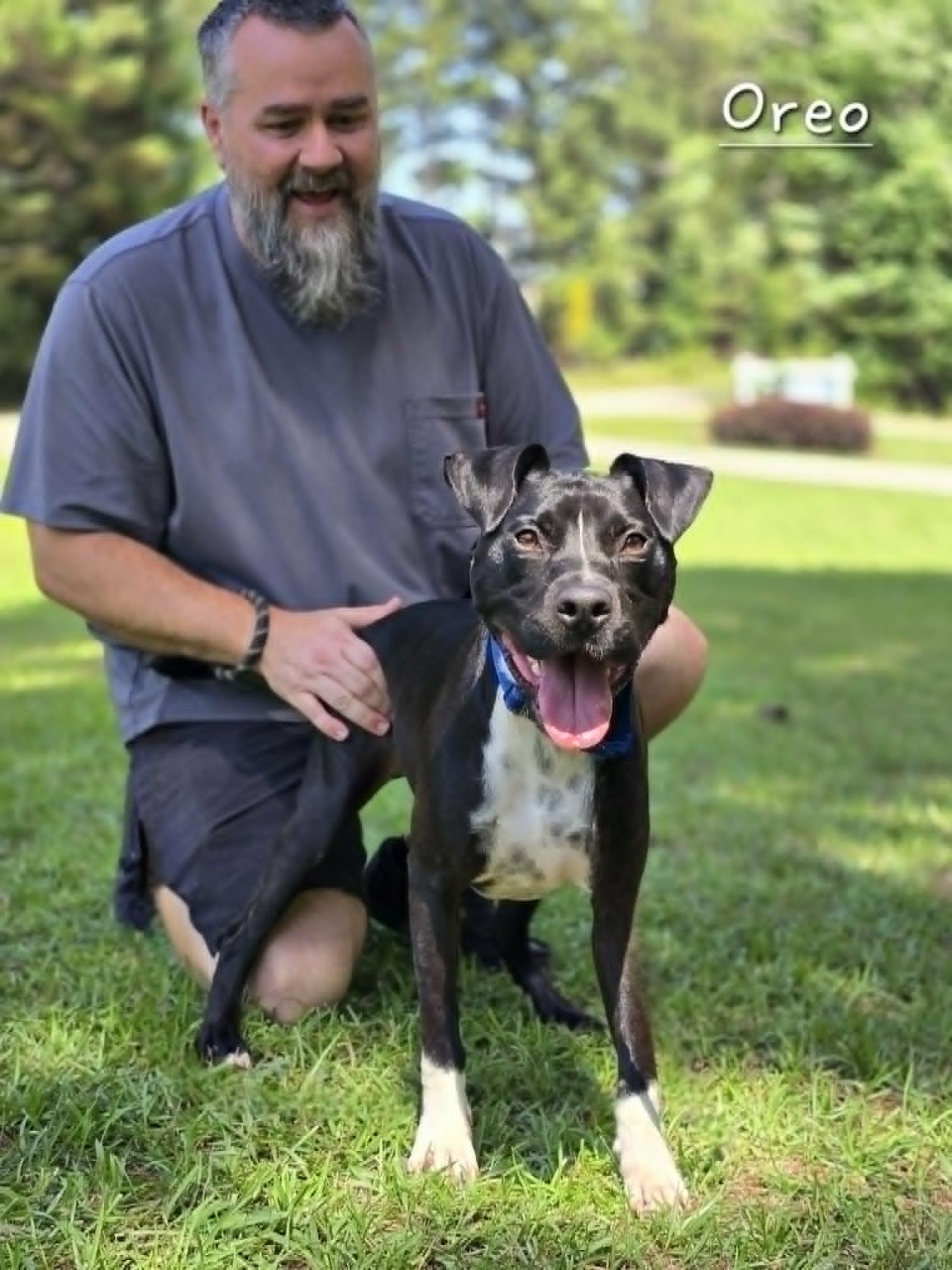 Enlarge Oreo, a Adoptable mixed breed in Bishop, GA image 3/5