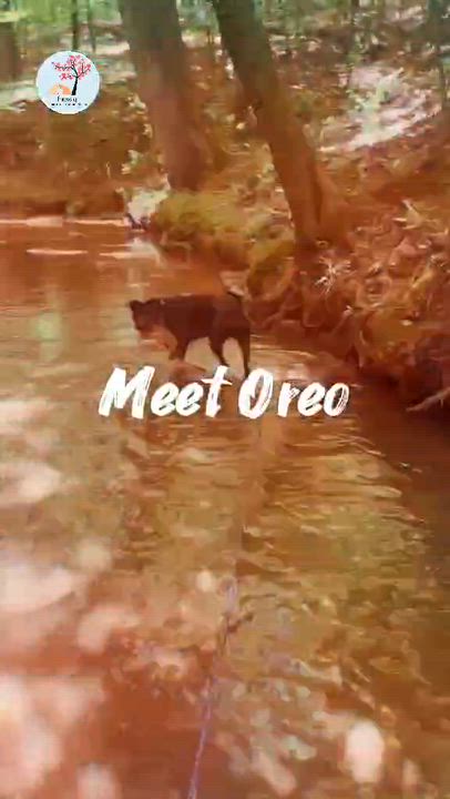 Enlarge Oreo, a Adoptable mixed breed in Bishop, GA video 4/5