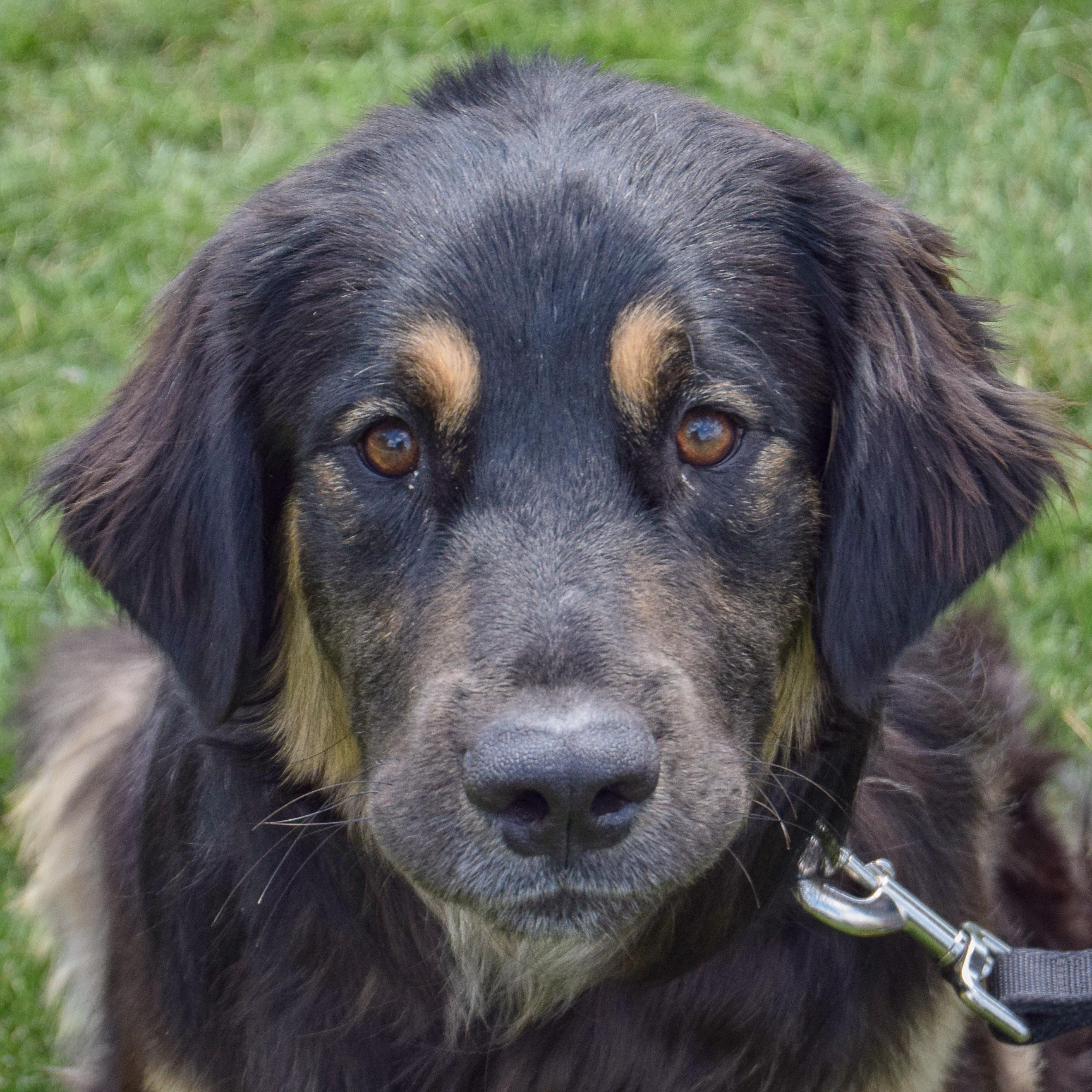 Bumblebee, an adopted mixed breed in Huntley, IL image 1/5