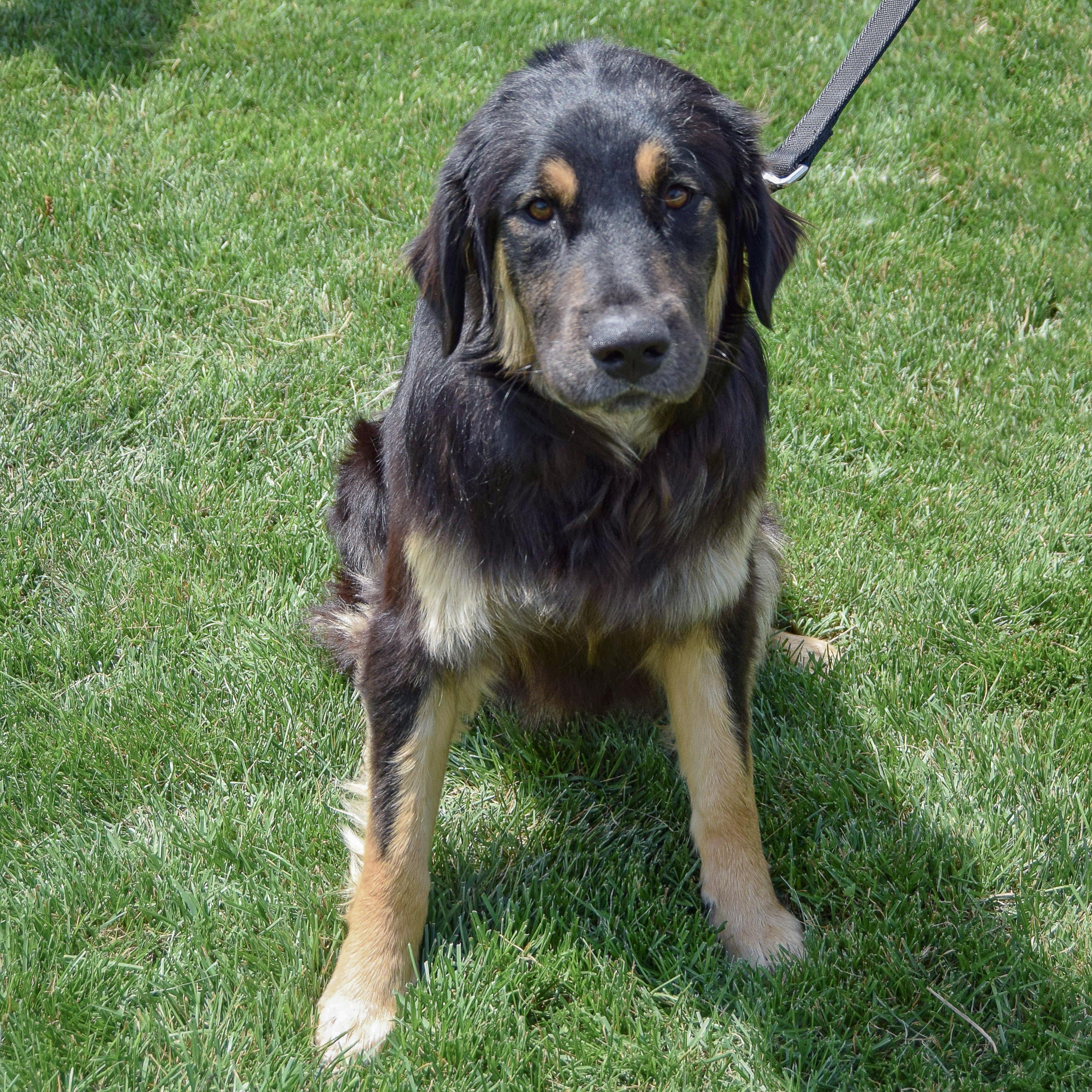 Bumblebee, an adopted mixed breed in Huntley, IL image 3/5