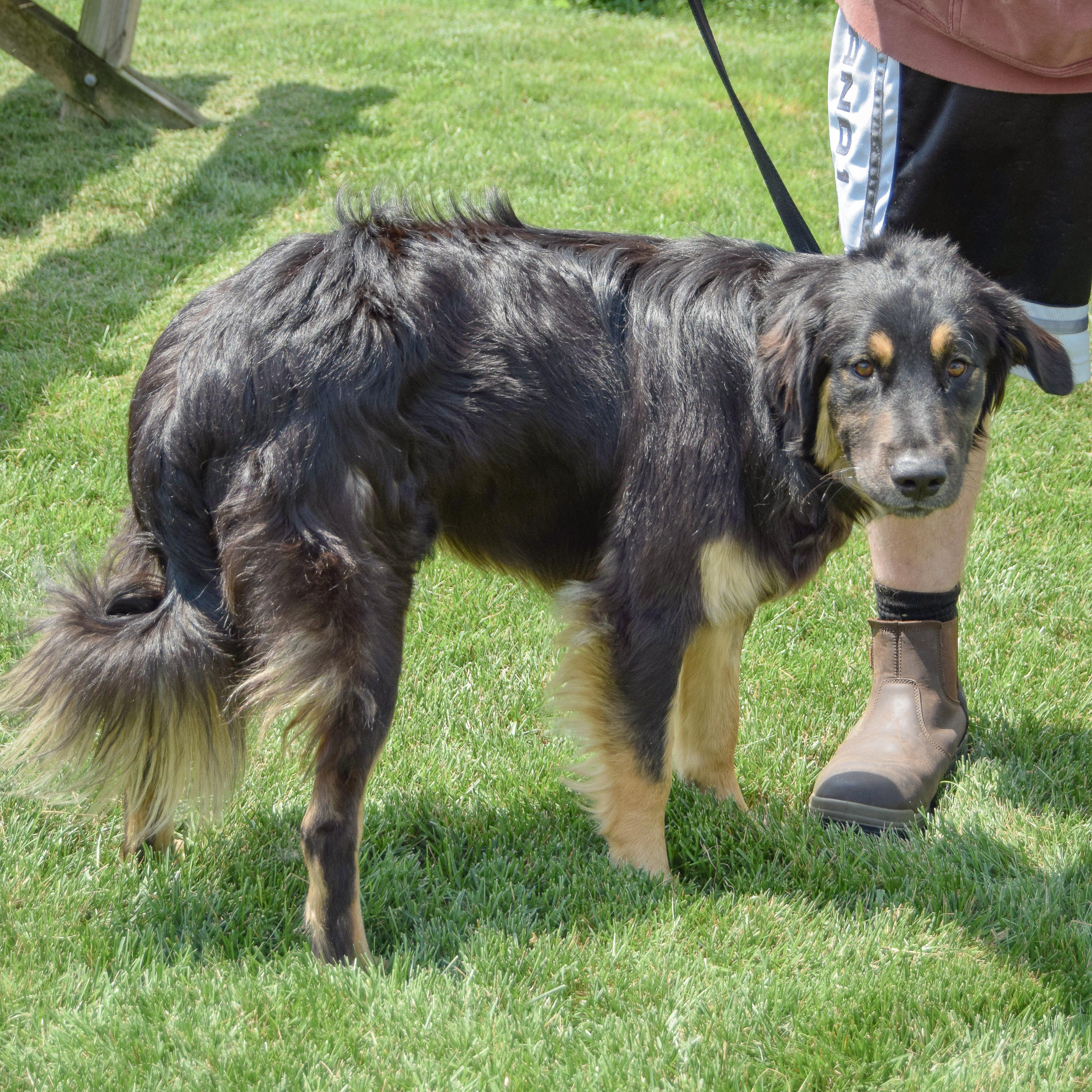 Bumblebee, an adopted mixed breed in Huntley, IL image 2/5