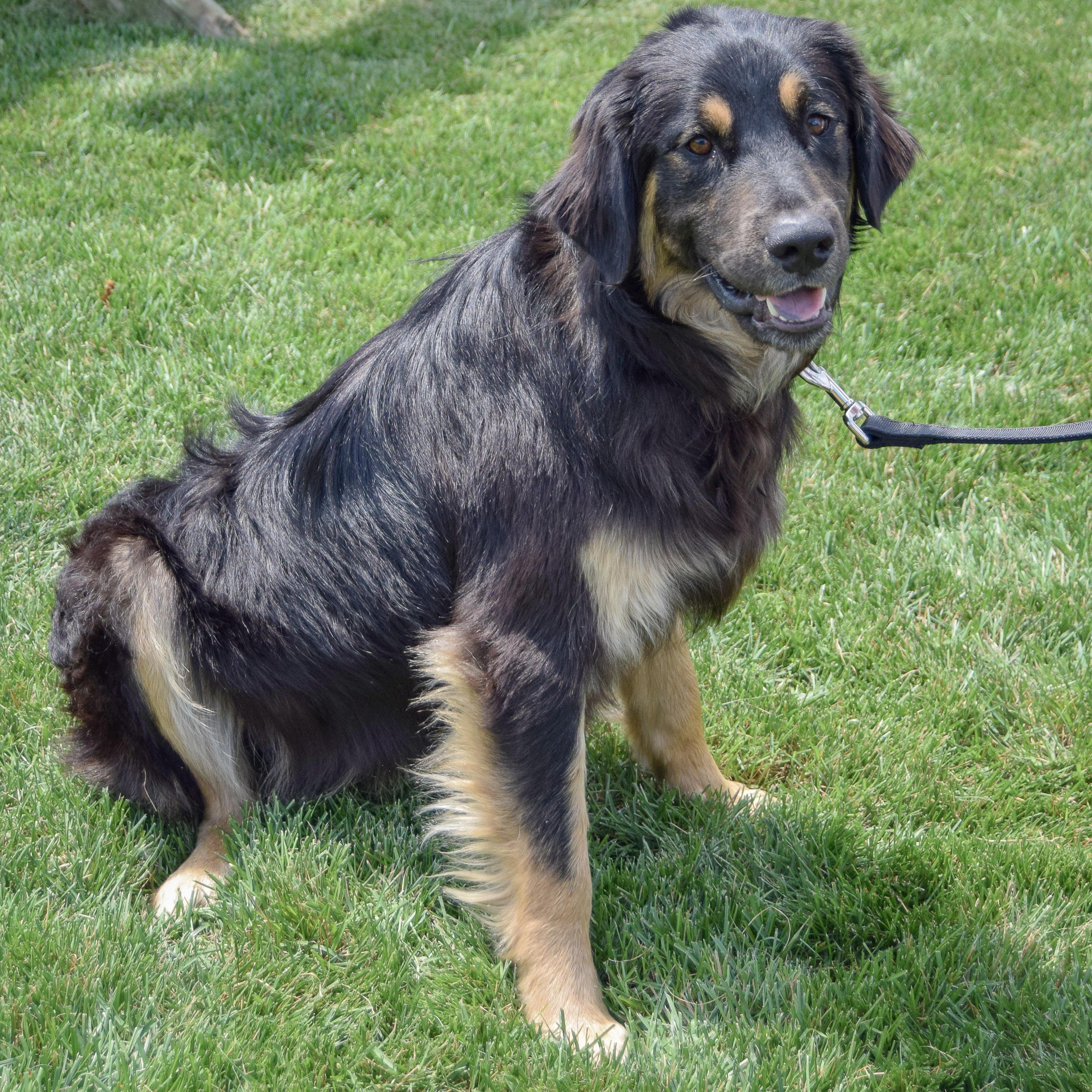 Bumblebee, an adopted mixed breed in Huntley, IL image 4/5