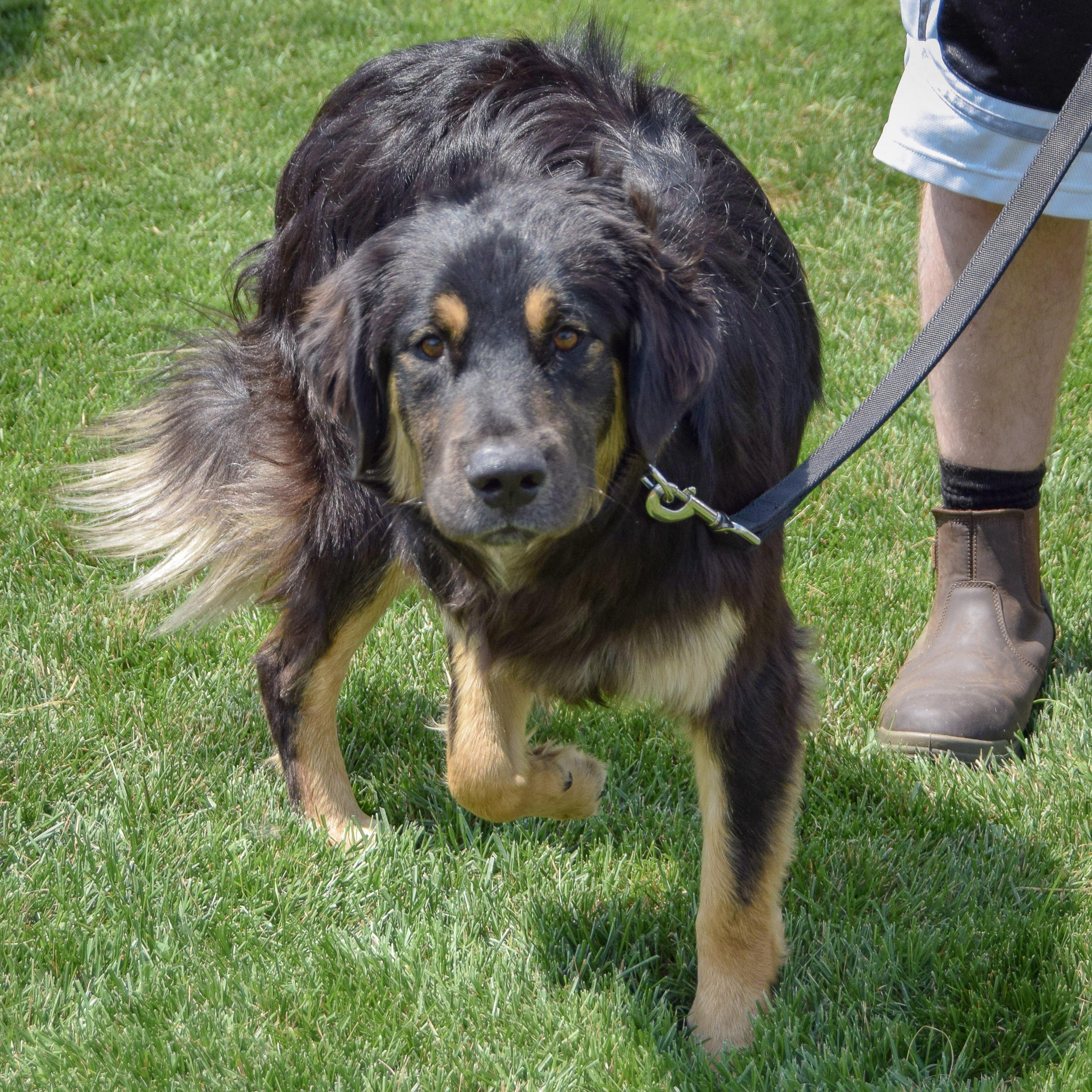 Bumblebee, an adopted mixed breed in Huntley, IL image 5/5
