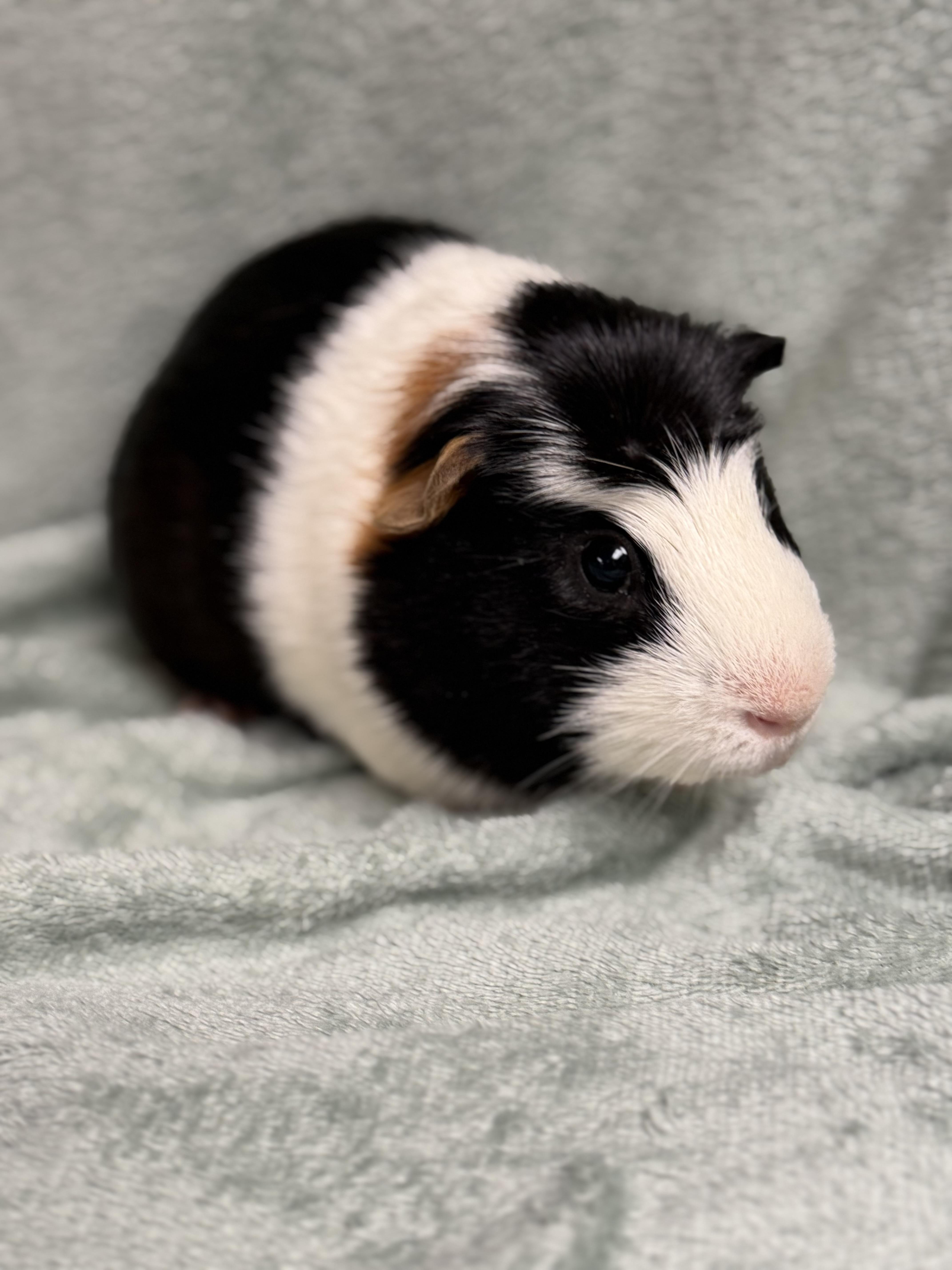Enlarge Truffle, a Adoptable Guinea Pig in Edinburg, PA image 3/6