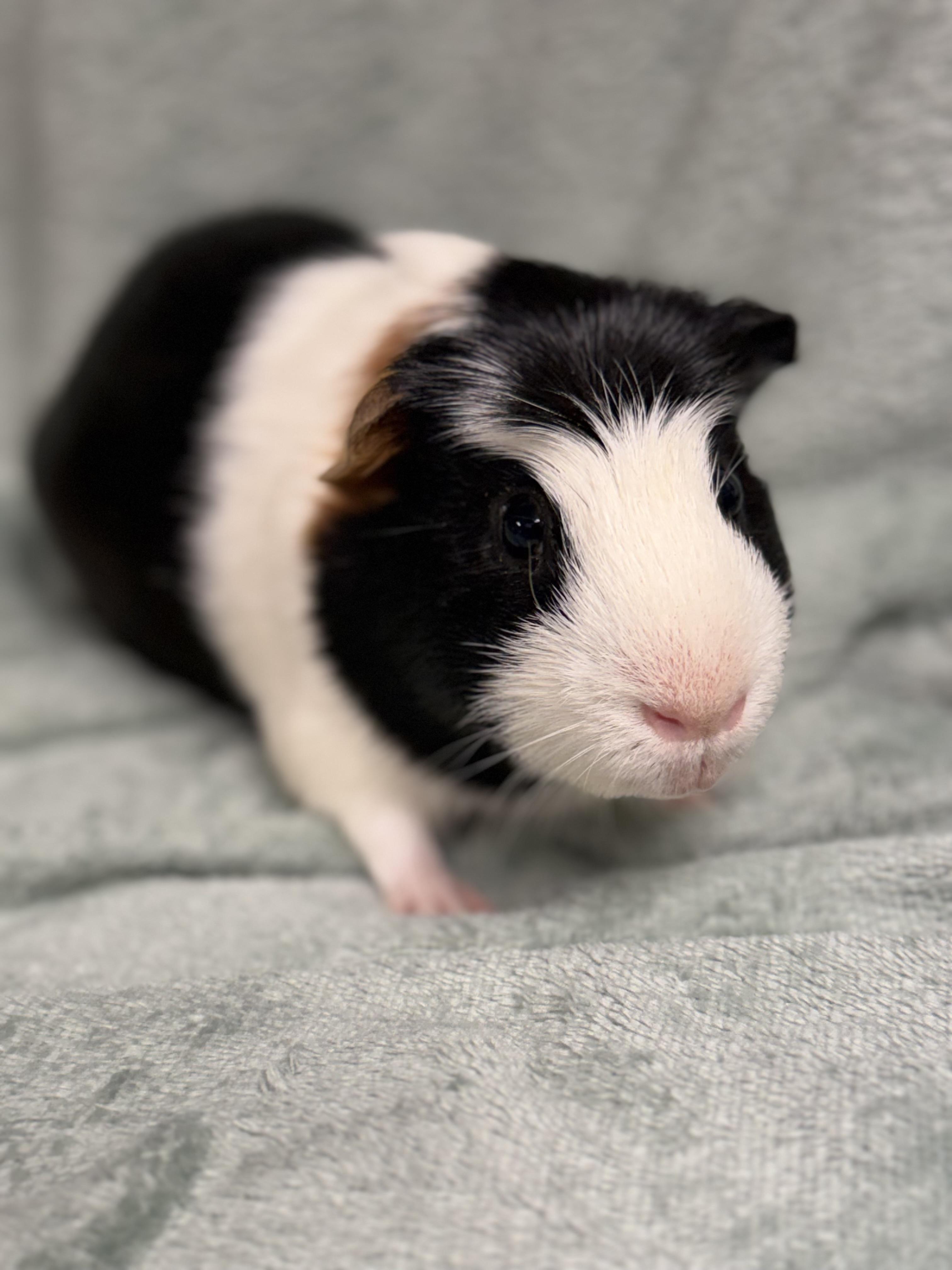 Enlarge Truffle, a Adoptable Guinea Pig in Edinburg, PA image 4/6