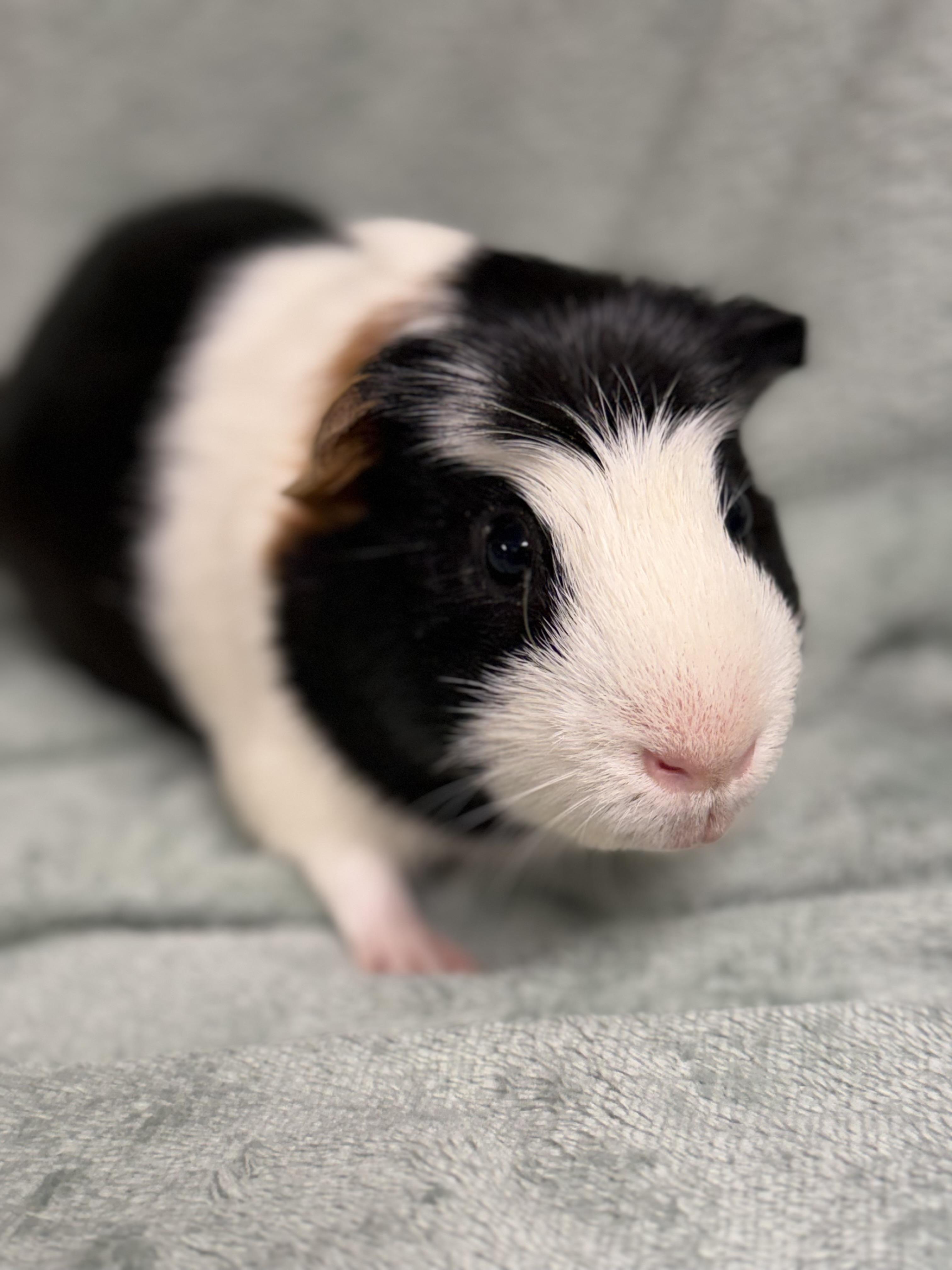Enlarge Truffle, a Adoptable Guinea Pig in Edinburg, PA image 5/6