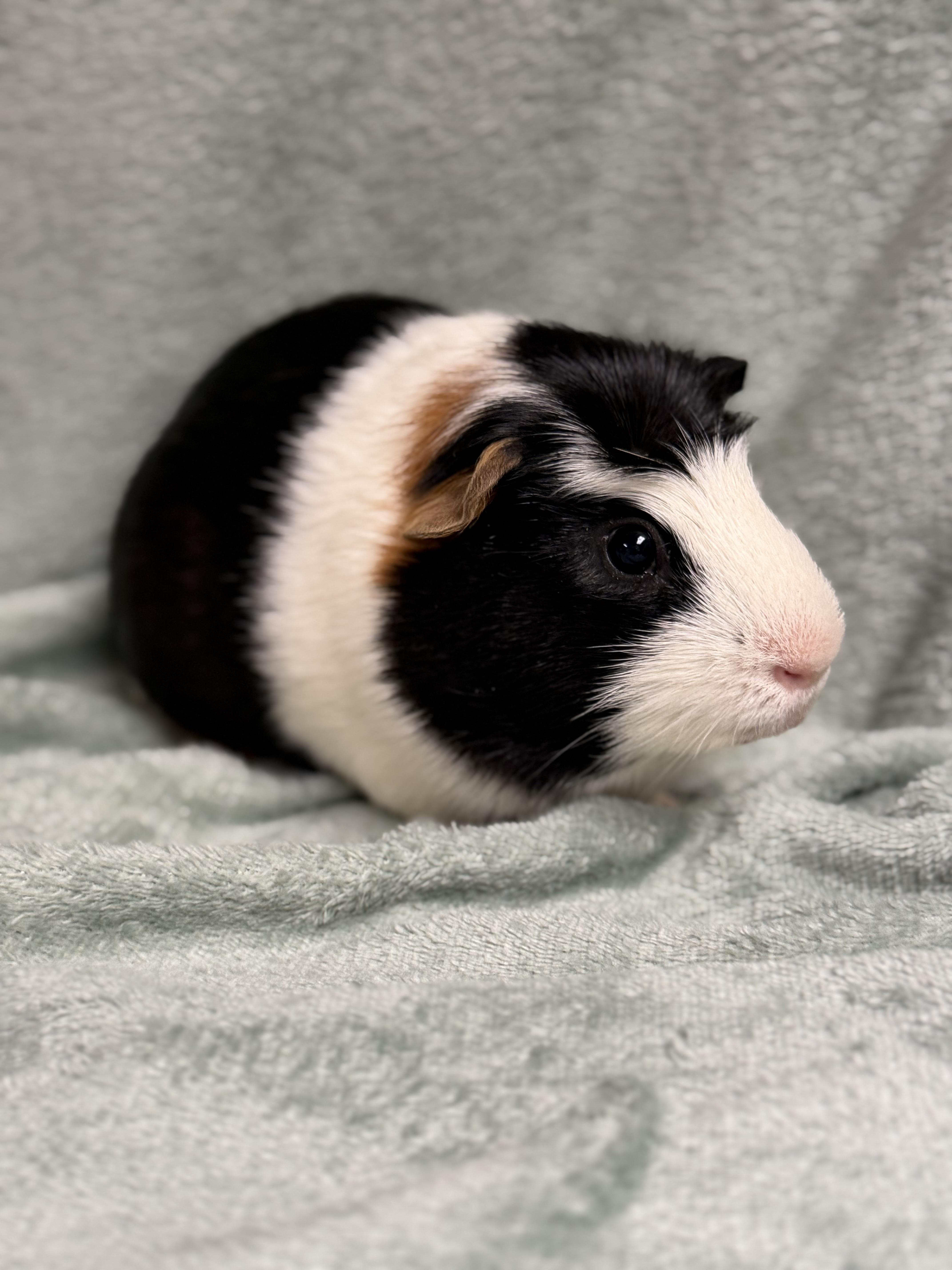 Enlarge Truffle, a Adoptable Guinea Pig in Edinburg, PA image 2/6