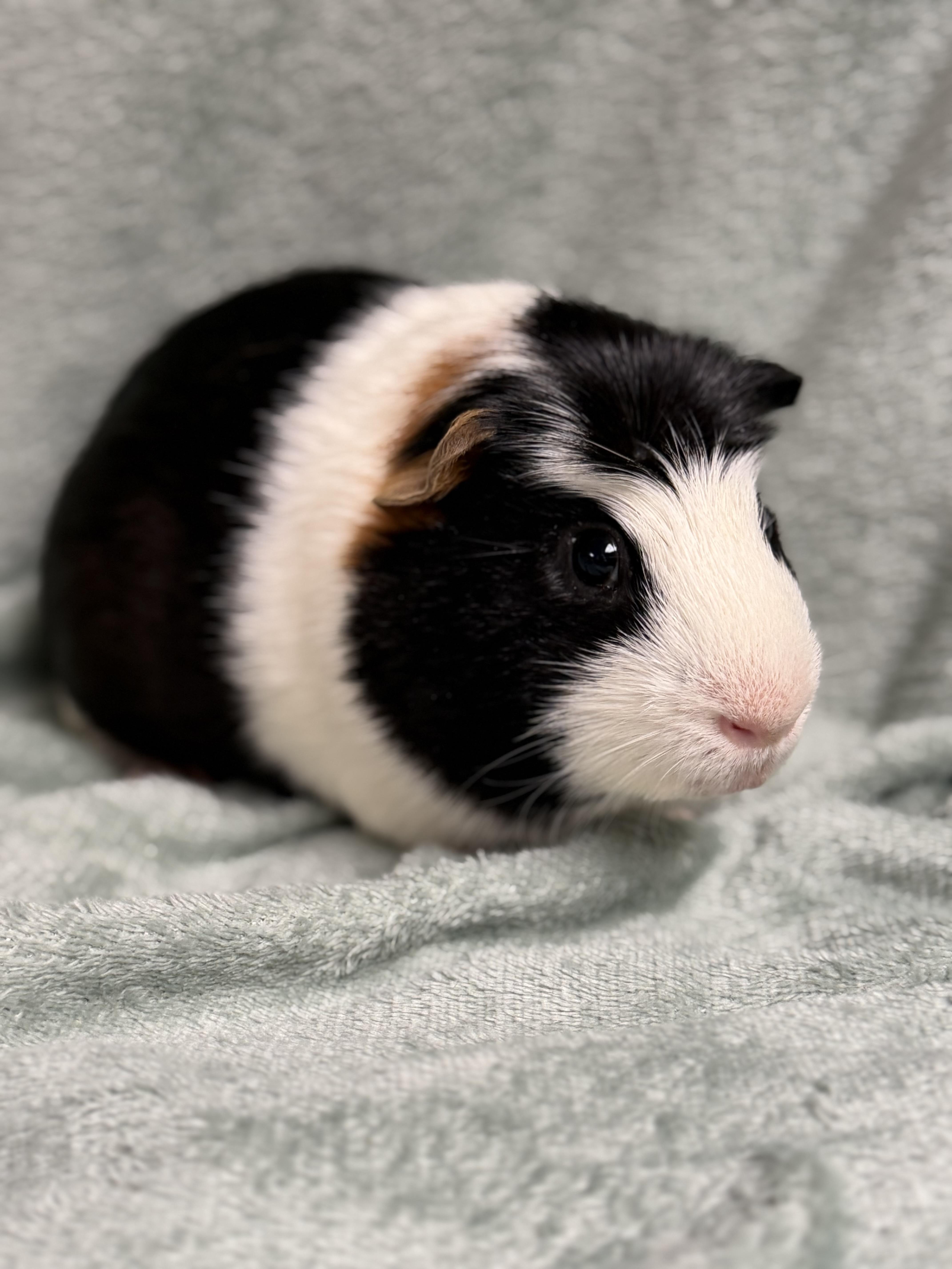 Truffle, Adoptable, Adult Male Guinea Pig.