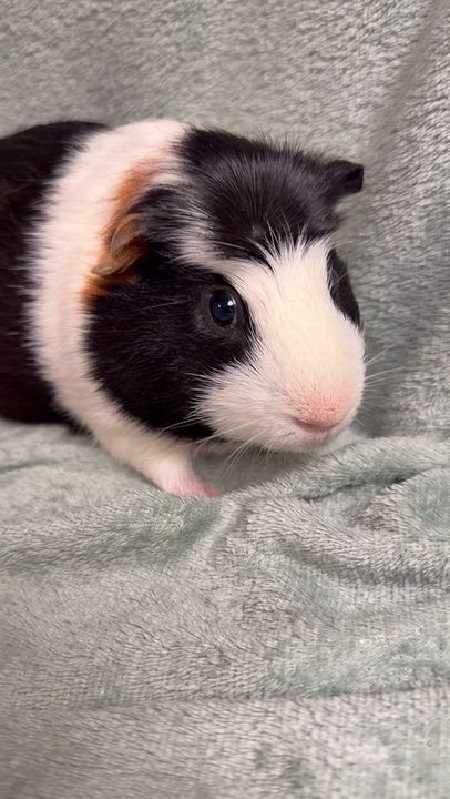 Enlarge Truffle, a Adoptable Guinea Pig in Edinburg, PA video 6/6