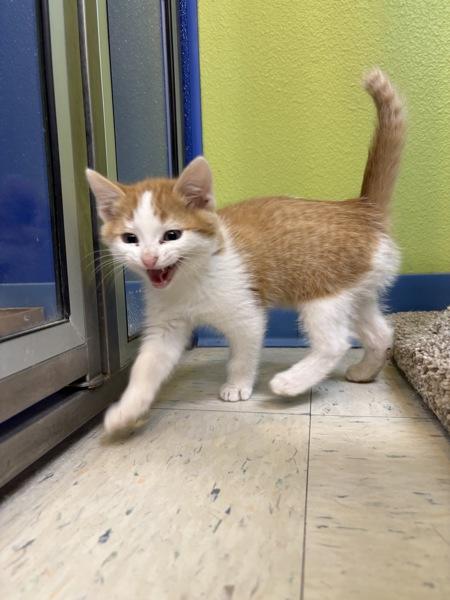 Enlarge Sour Patch, a Adoptable Domestic Short Hair in Sioux City, IA image 1/6