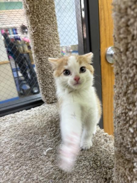 Enlarge Sour Patch, a Adoptable Domestic Short Hair in Sioux City, IA image 3/6