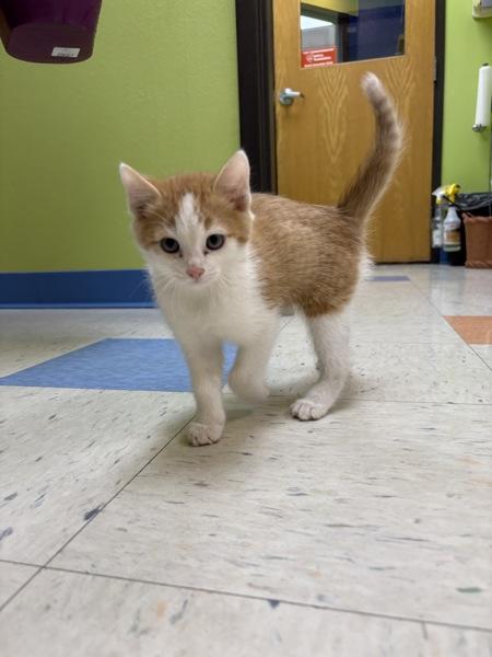 Enlarge Sour Patch, a Adoptable Domestic Short Hair in Sioux City, IA image 4/6