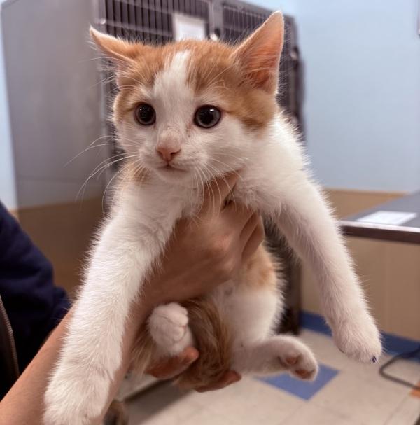 Enlarge Sour Patch, a Adoptable Domestic Short Hair in Sioux City, IA image 5/6