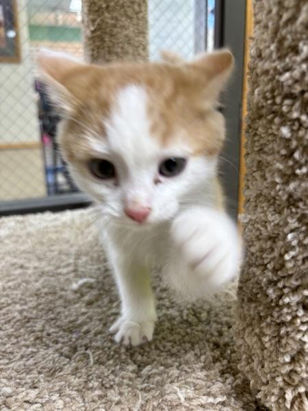 Enlarge Sour Patch, a Adoptable Domestic Short Hair in Sioux City, IA image 6/6