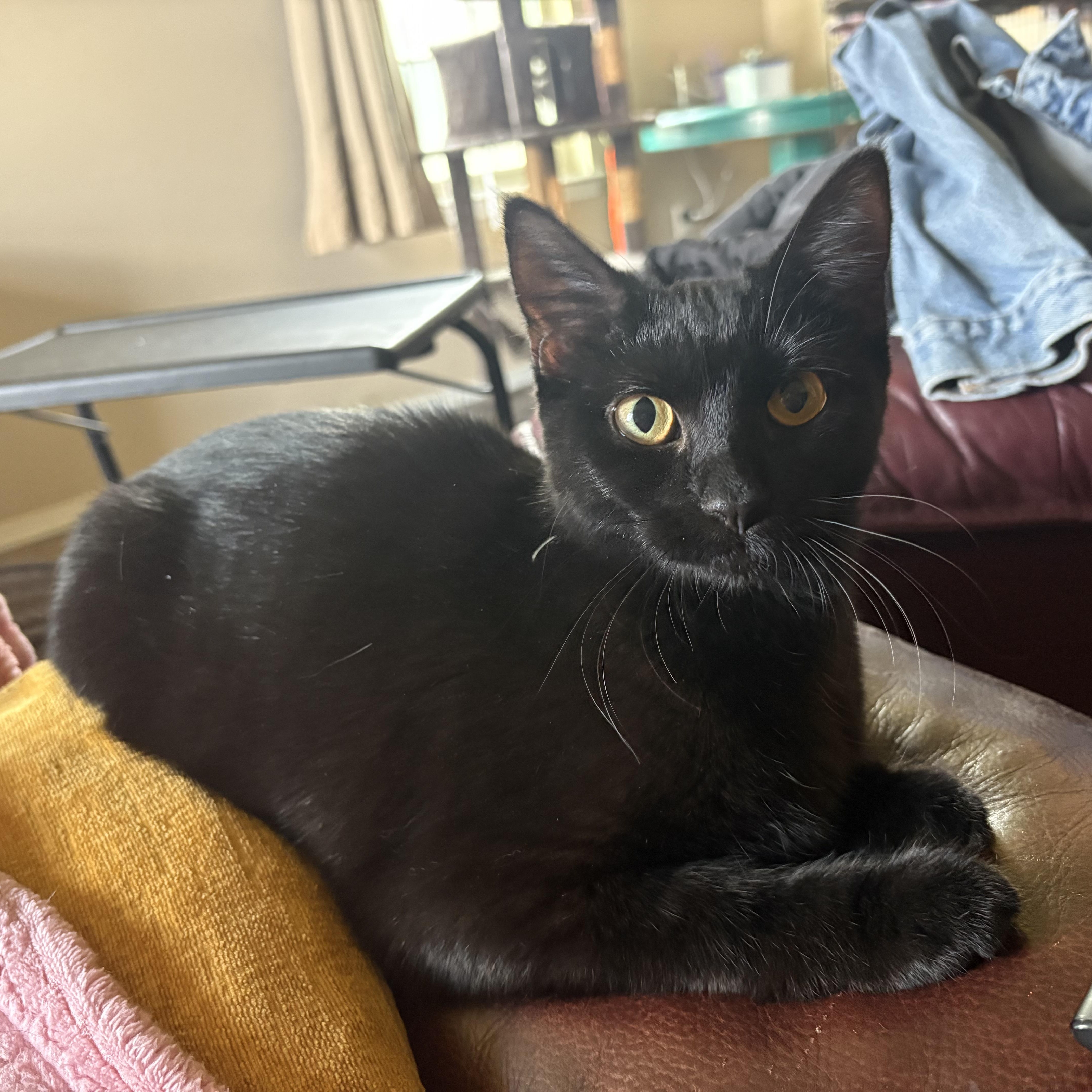 Enlarge Minnie, a ADOPTABLE Domestic Short Hair in Colcord, OK image 4/6
