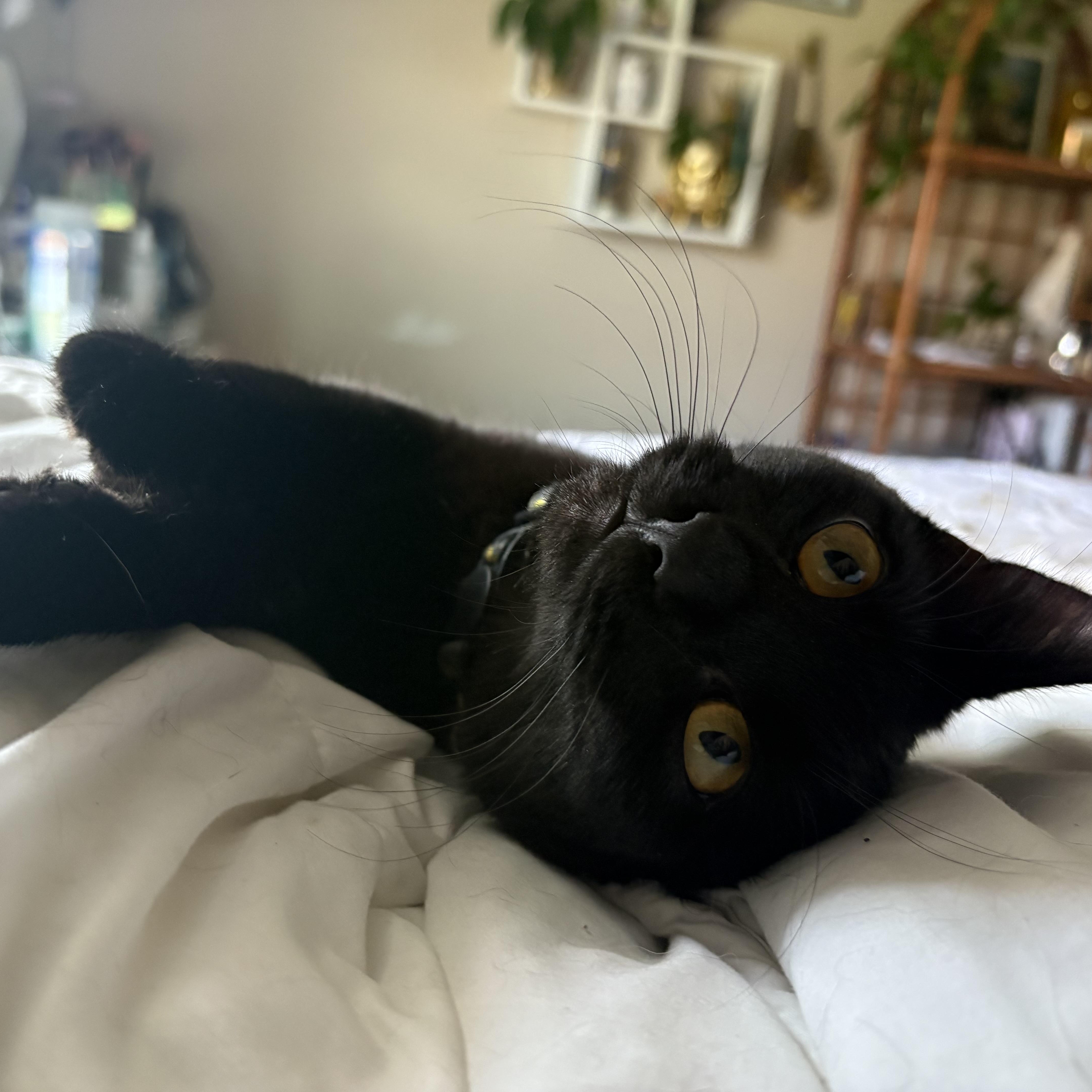 Enlarge Minnie, a ADOPTABLE Domestic Short Hair in Colcord, OK image 5/6