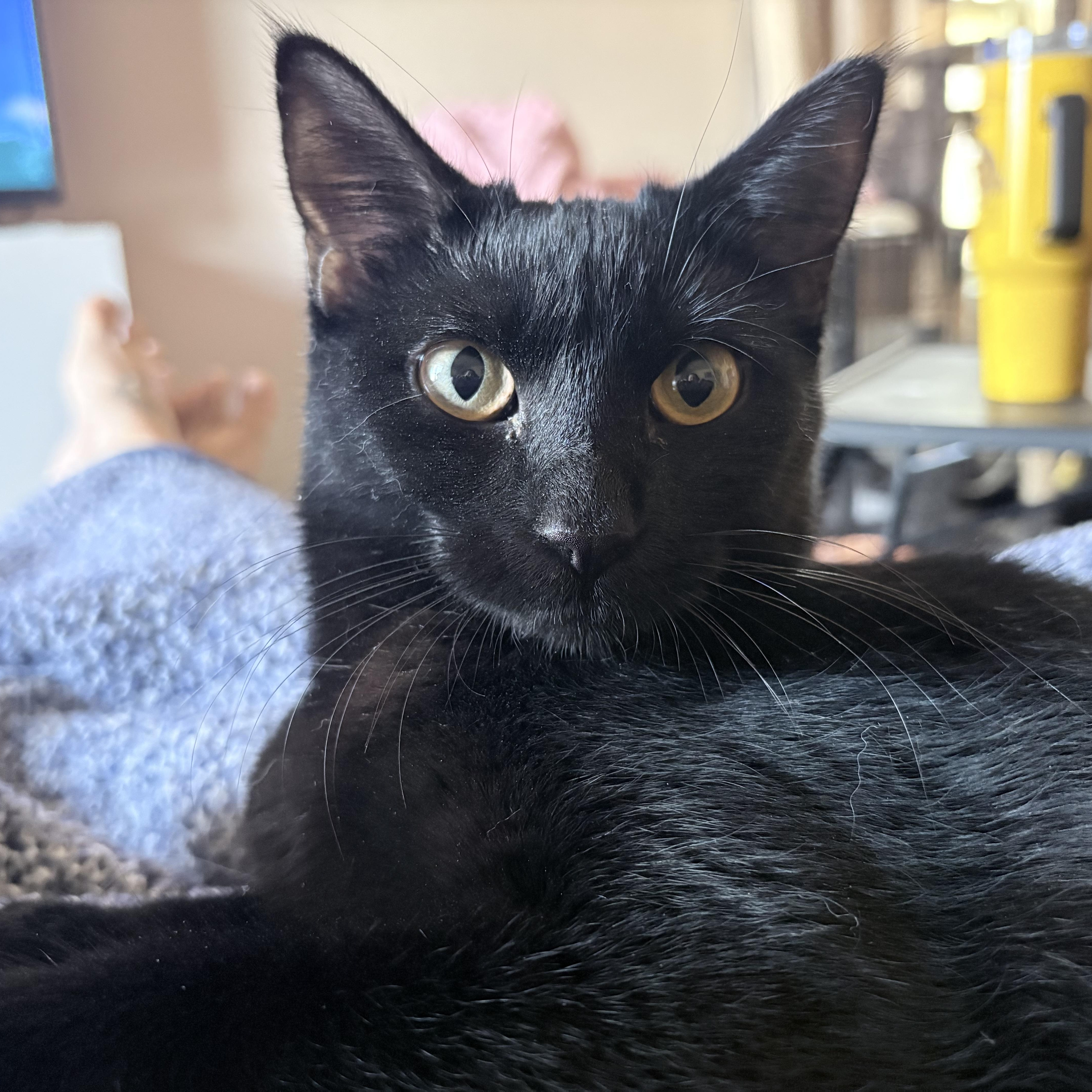 Minnie, ADOPTABLE, Young Female Domestic Short Hair.