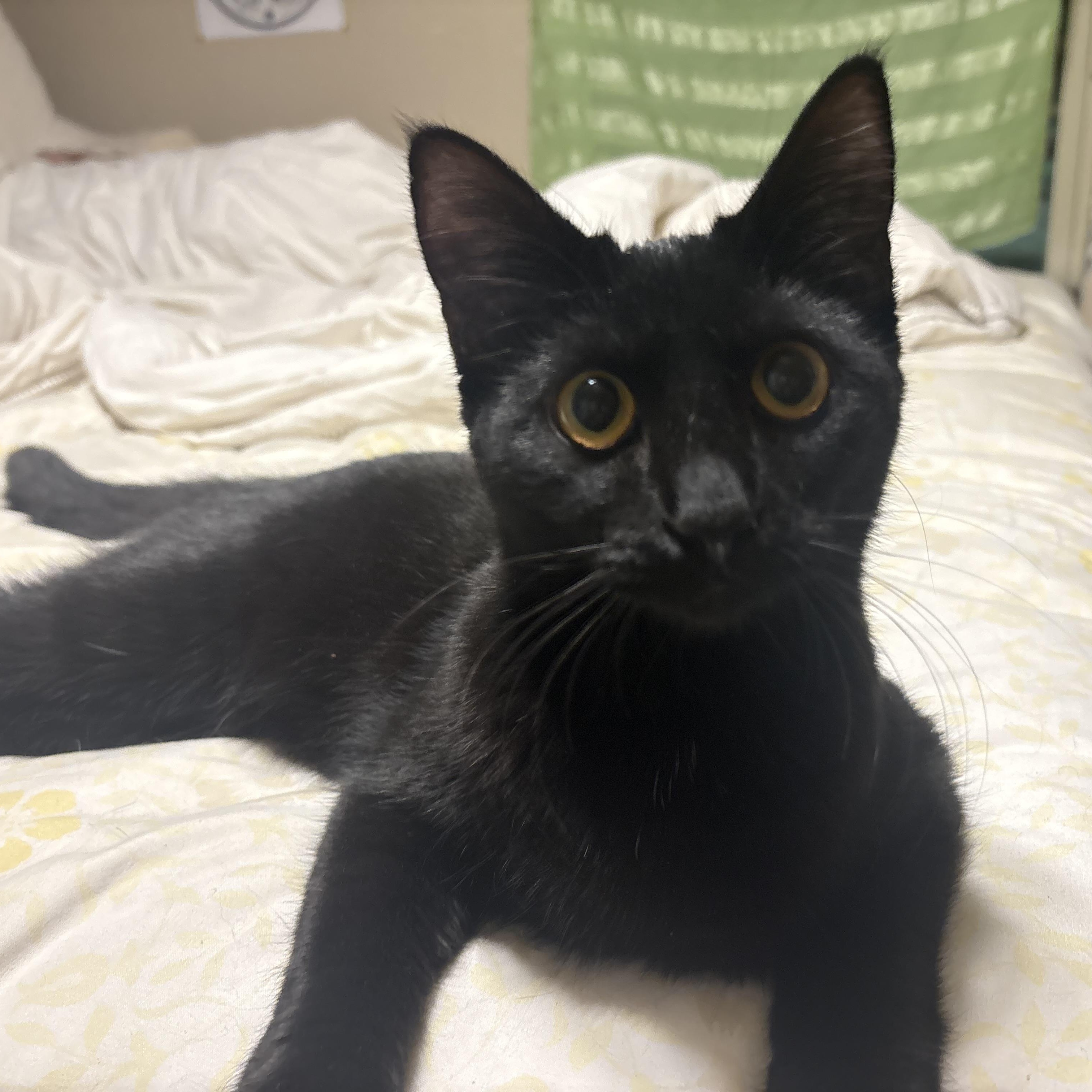 Enlarge Minnie, a ADOPTABLE Domestic Short Hair in Colcord, OK image 3/6
