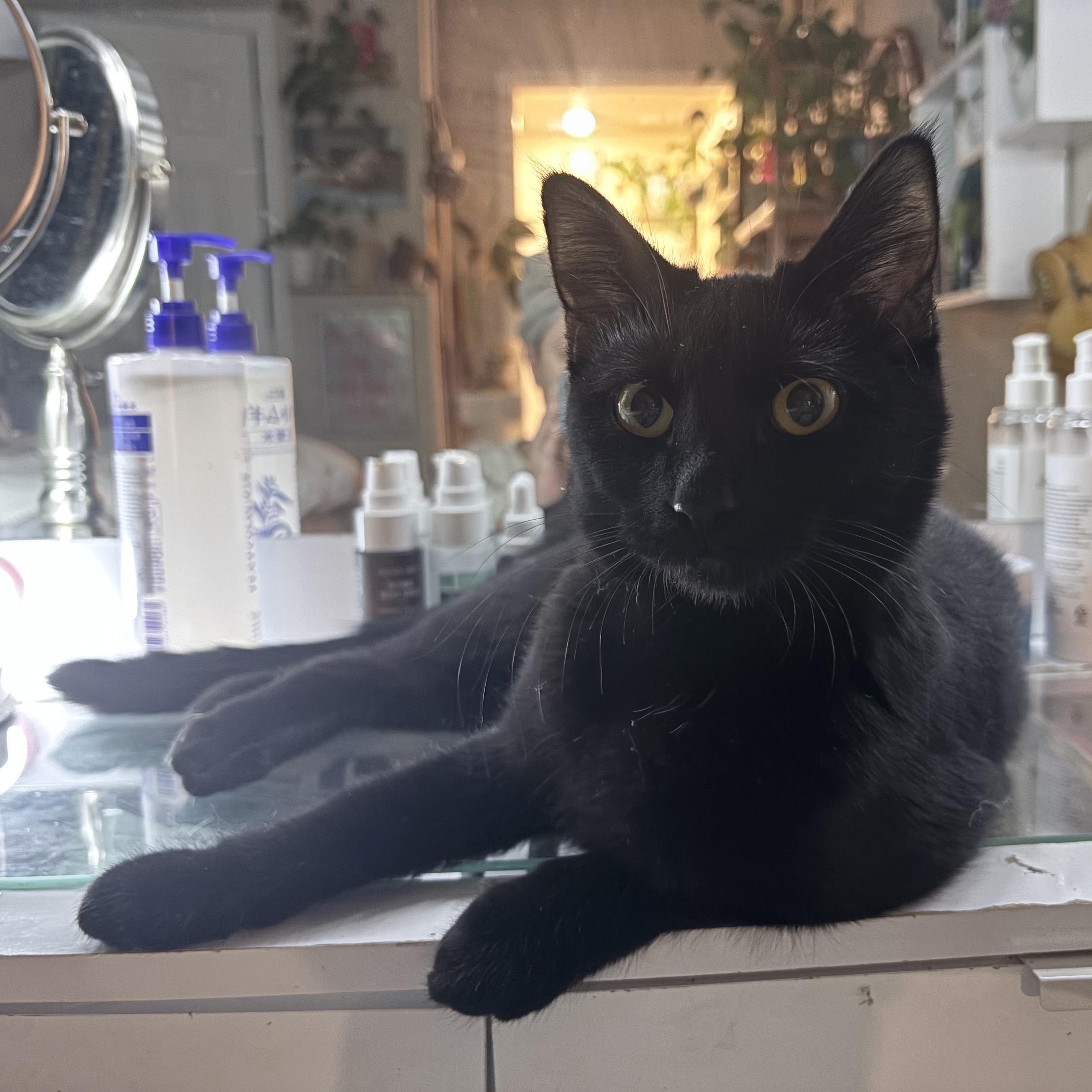 Enlarge Minnie, a ADOPTABLE Domestic Short Hair in Colcord, OK image 2/6