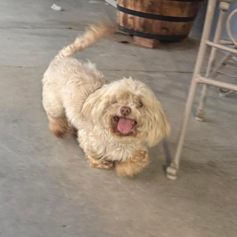 Prince William, a Adoptable mixed breed in Sonoma, CA image 1/2