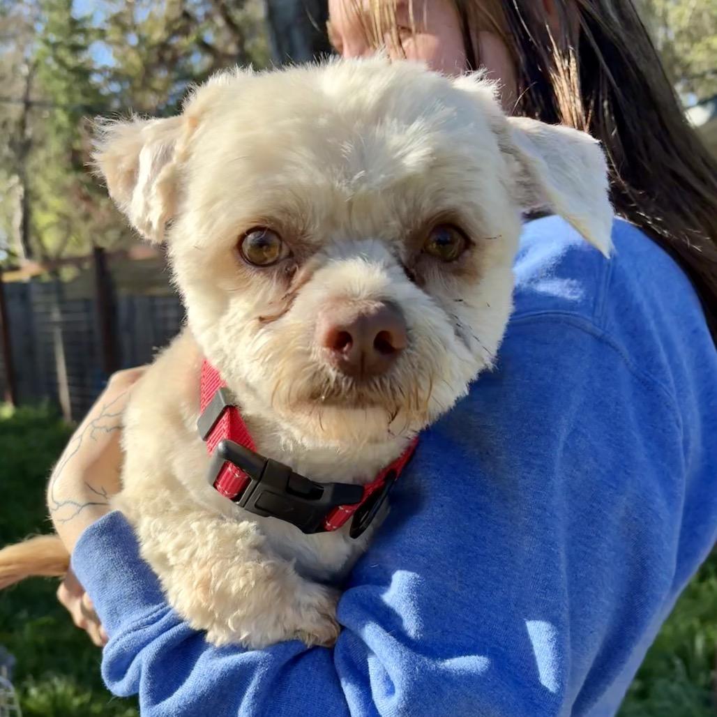Prince William, a Adoptable mixed breed in Sonoma, CA image 2/2
