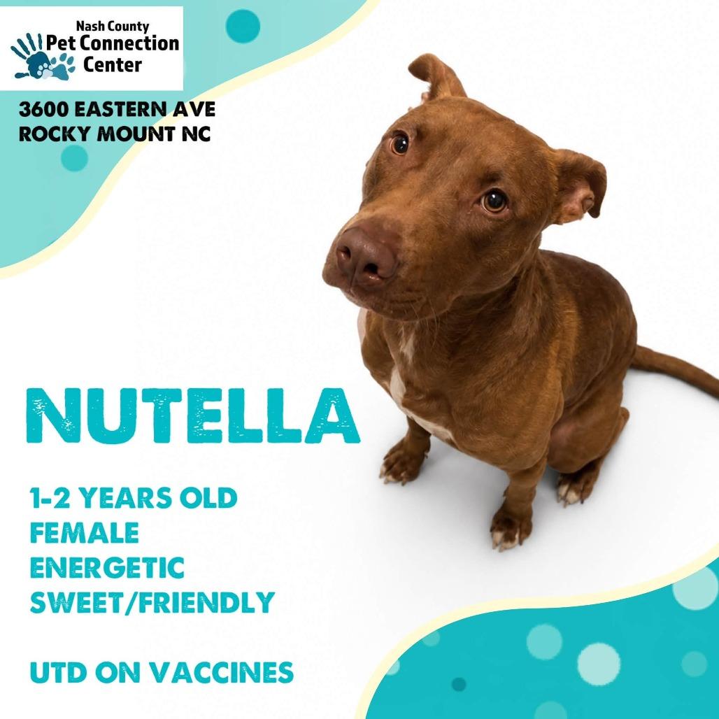 Enlarge NUTELLA  Available NOW - ADOPTION or RESCUE!, a Adoptable Mixed Breed in Nashville, NC image 1/1