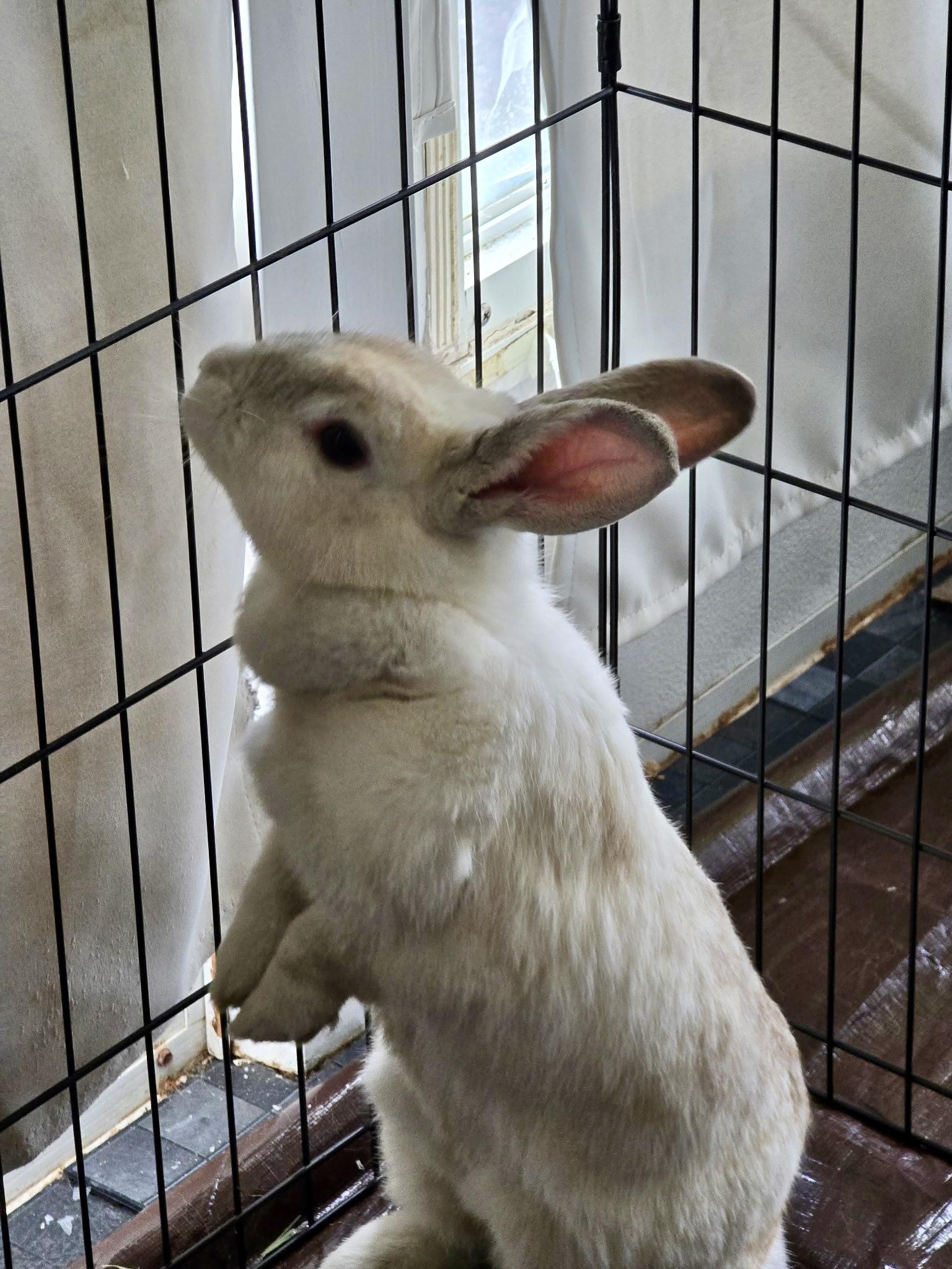 Enlarge Honey Bunny, a Adoptable Creme D'Argent in Cream Ridge, NJ image 2/4