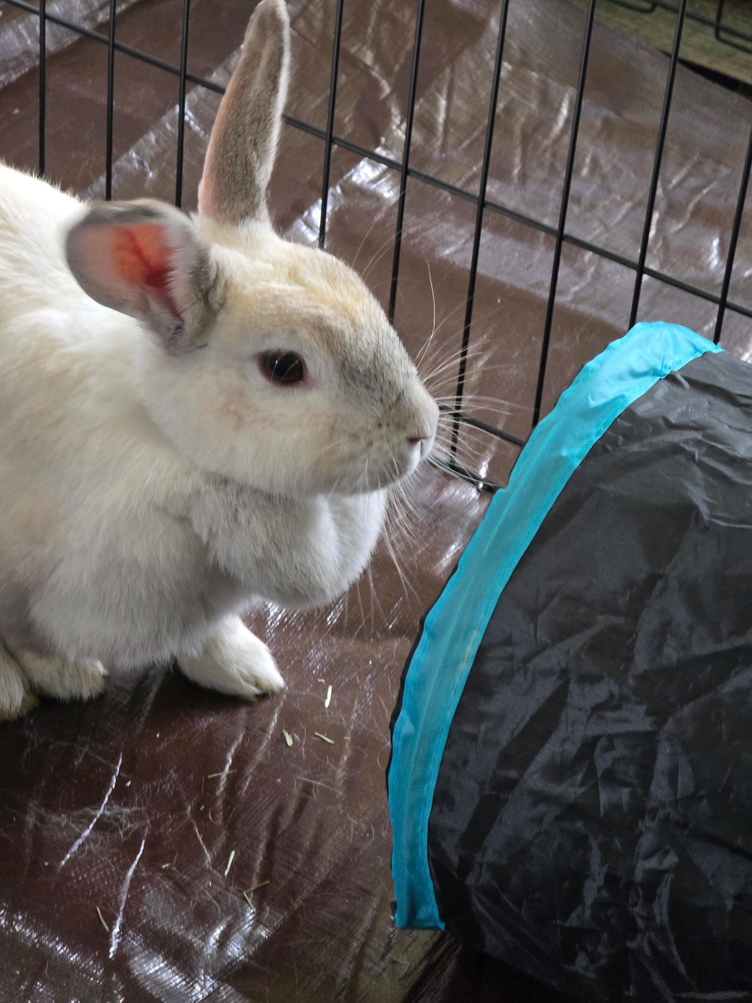 Honey Bunny, Adoptable, Adult Female Creme D'Argent.
