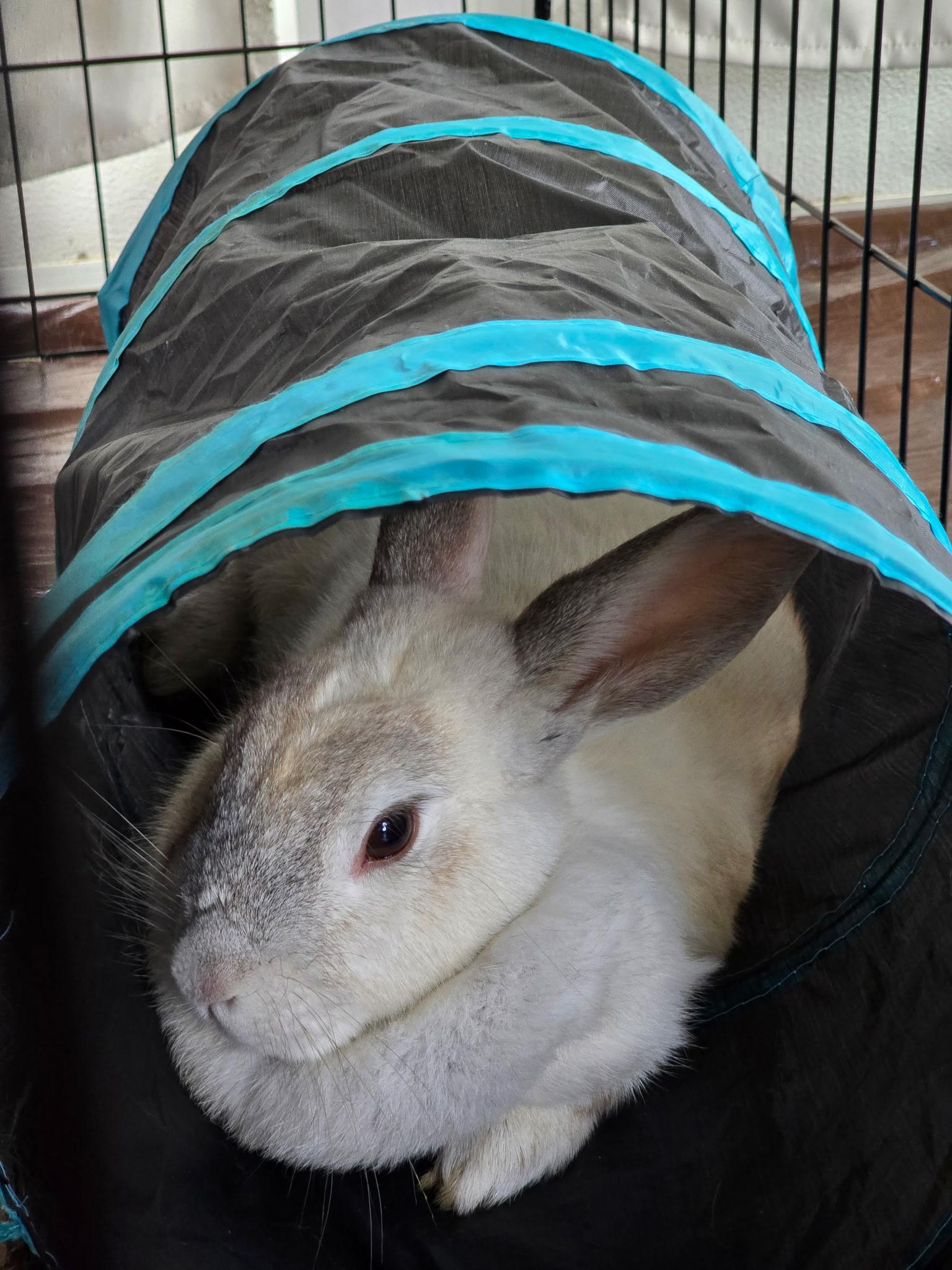 Enlarge Honey Bunny, a Adoptable Creme D'Argent in Cream Ridge, NJ image 3/4
