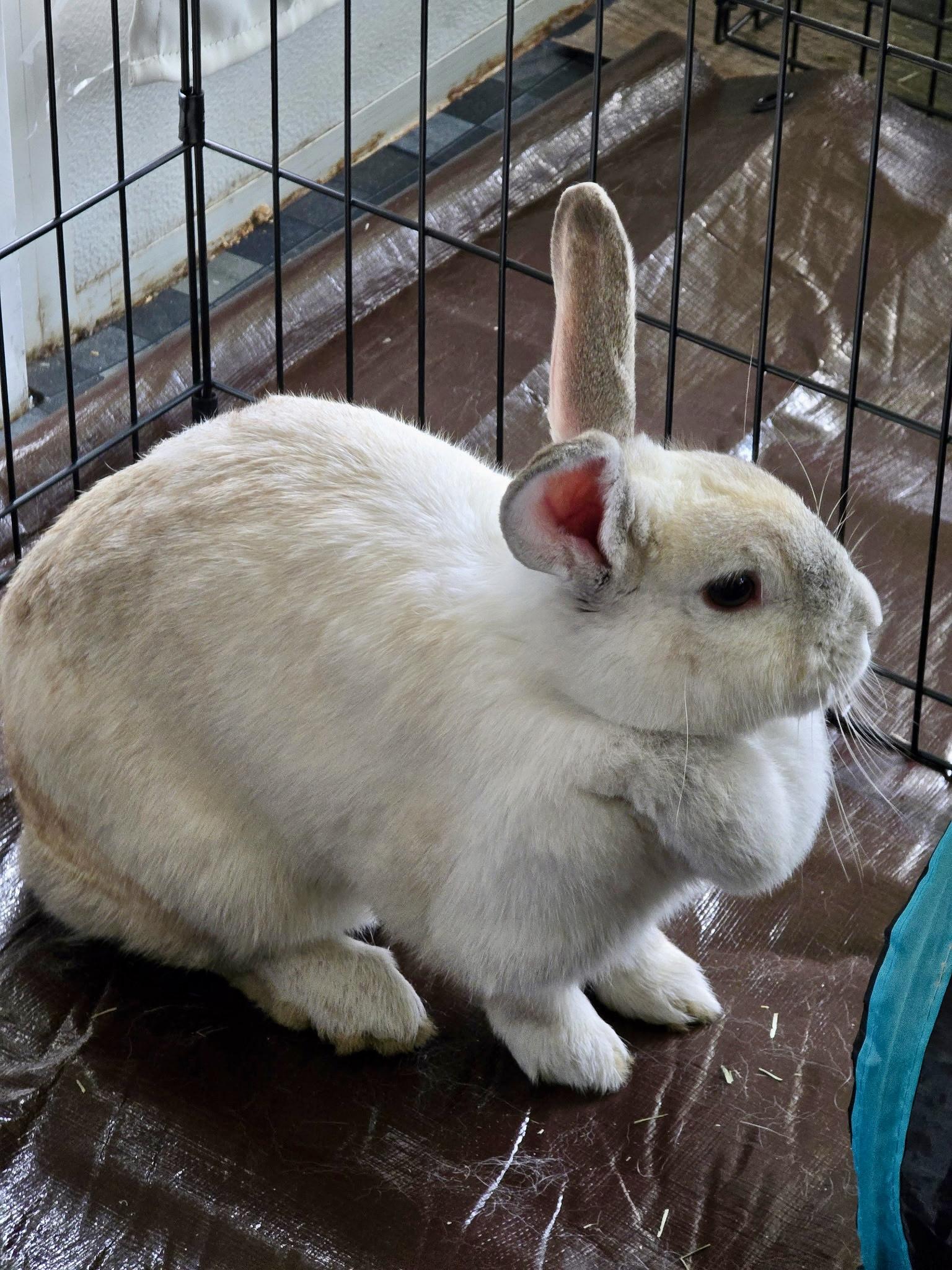 Enlarge Honey Bunny, a Adoptable Creme D'Argent in Cream Ridge, NJ image 4/4