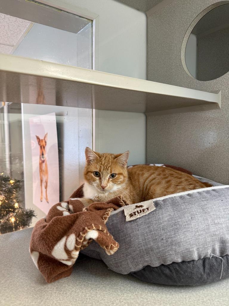 Battleship, Adoptable, Young Male Domestic Short Hair.