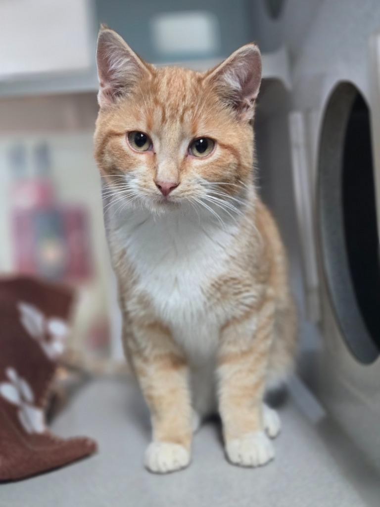 Battleship, a Adoptable mixed breed in Viroqua, WI image 2/2