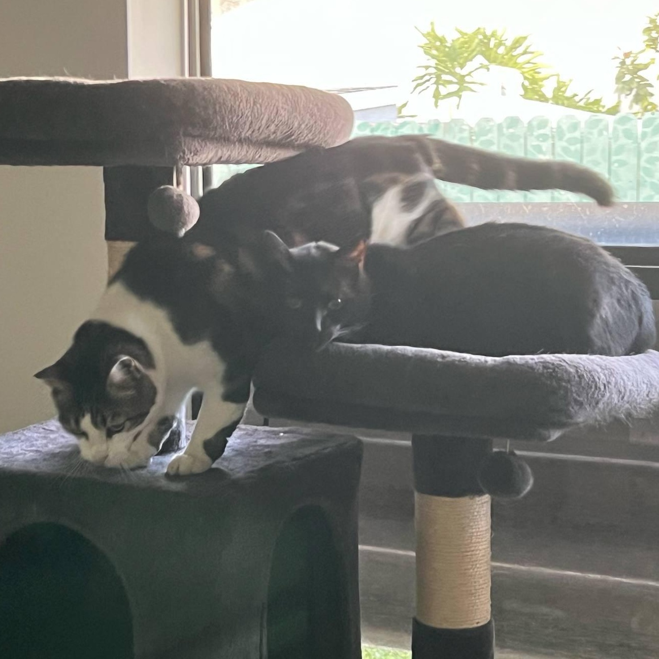 Juni and Fraidy (Bonded Pair)