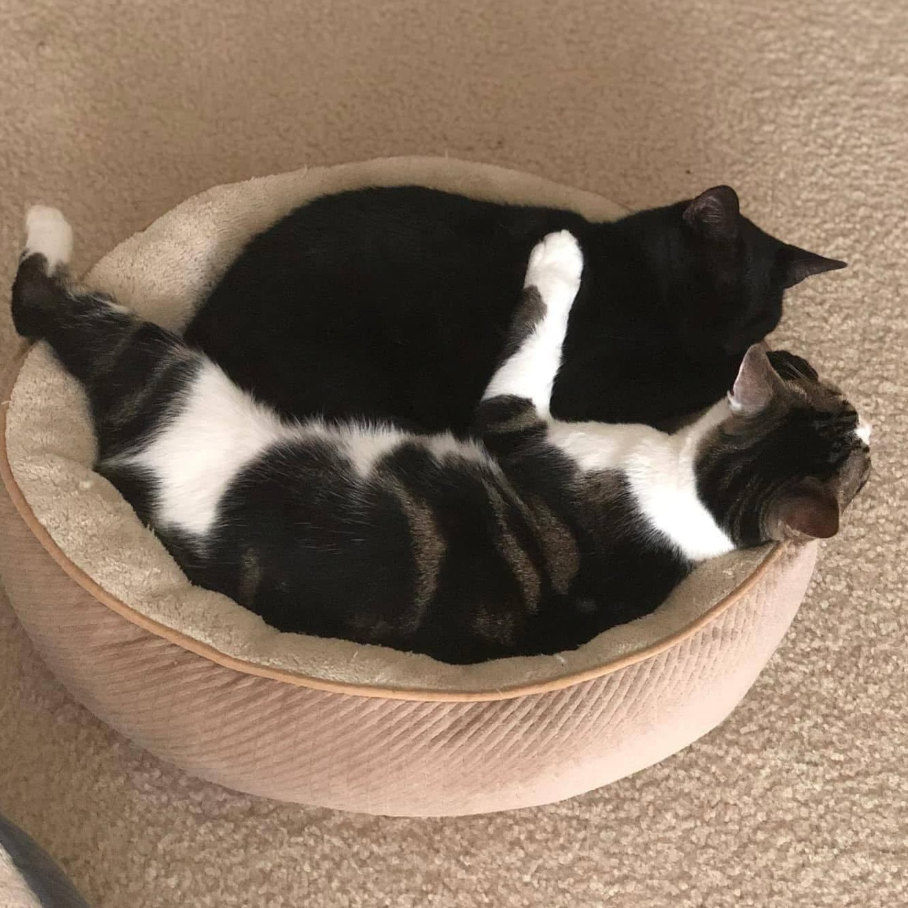 Juni and Fraidy (Bonded Pair) — thumbnail 5