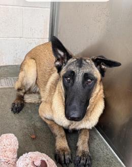 Enlarge Fauna located in California, a Adopted Belgian Shepherd / Malinois in Imlay City, MI image 1/1