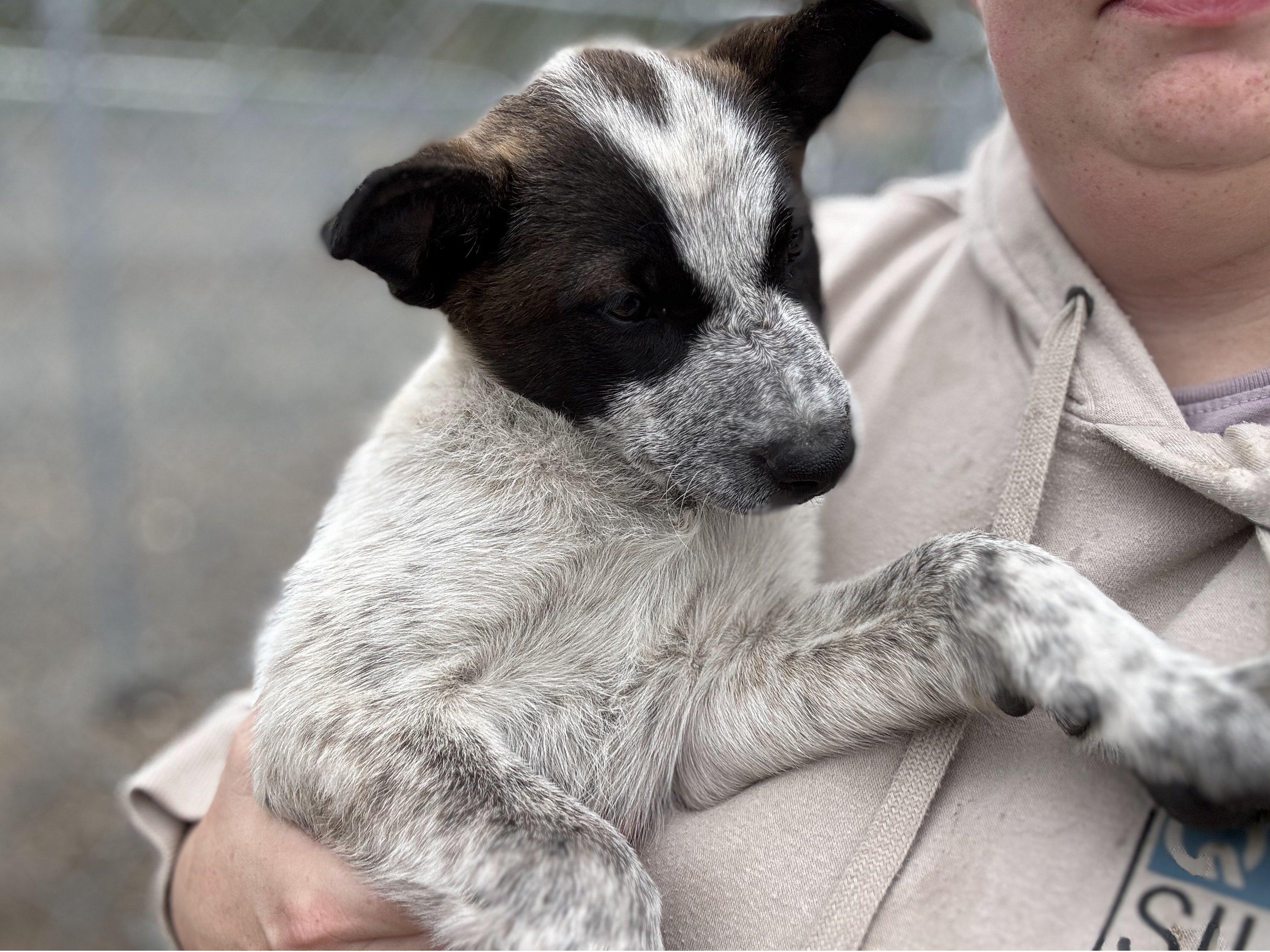 Wren, an adoptable Australian Cattle Dog / Blue Heeler, Mixed Breed in Republic, WA, 99166 | Photo Image 4