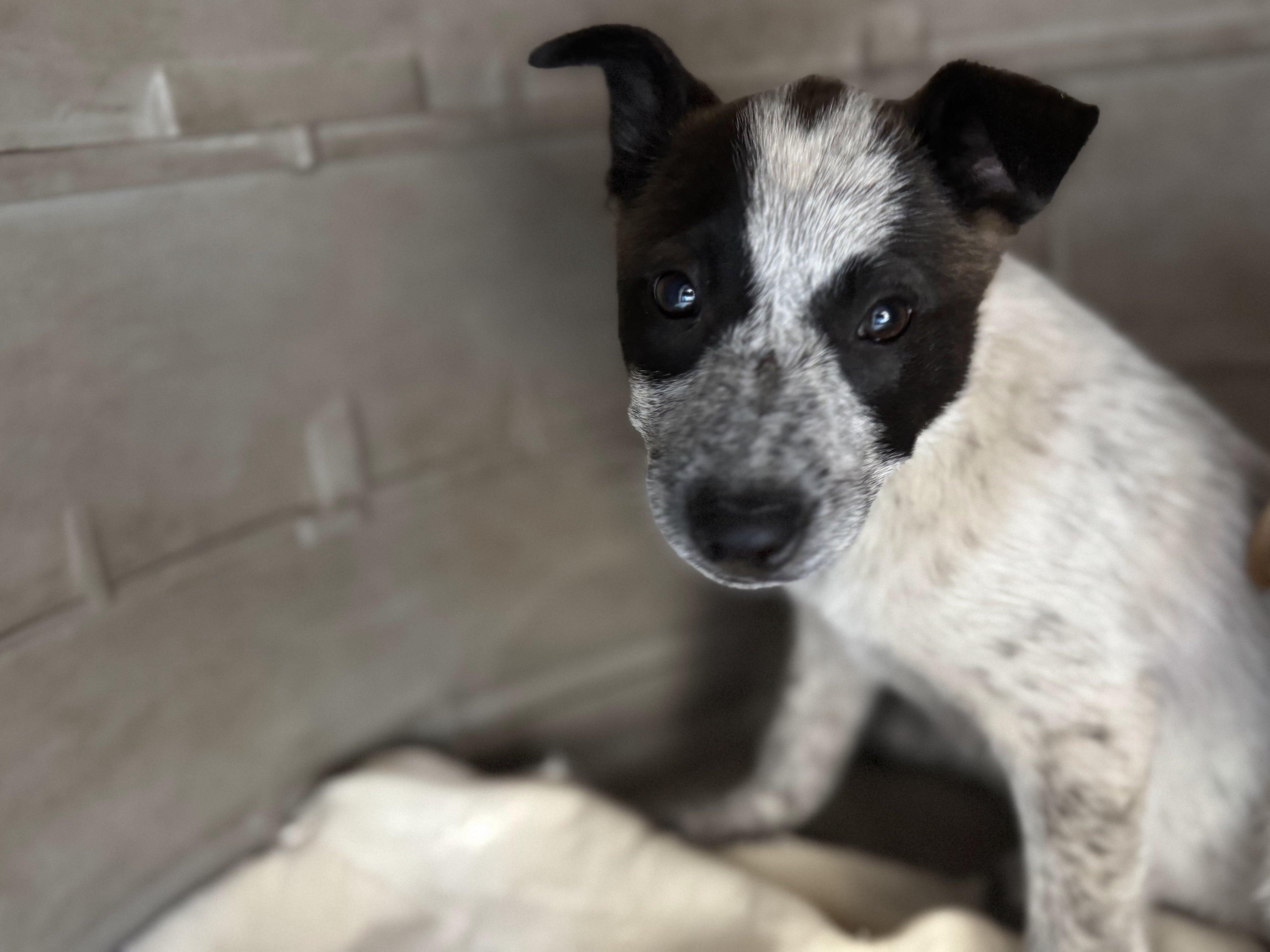 Wren, an adoptable Australian Cattle Dog / Blue Heeler, Mixed Breed in Republic, WA, 99166 | Photo Image 5