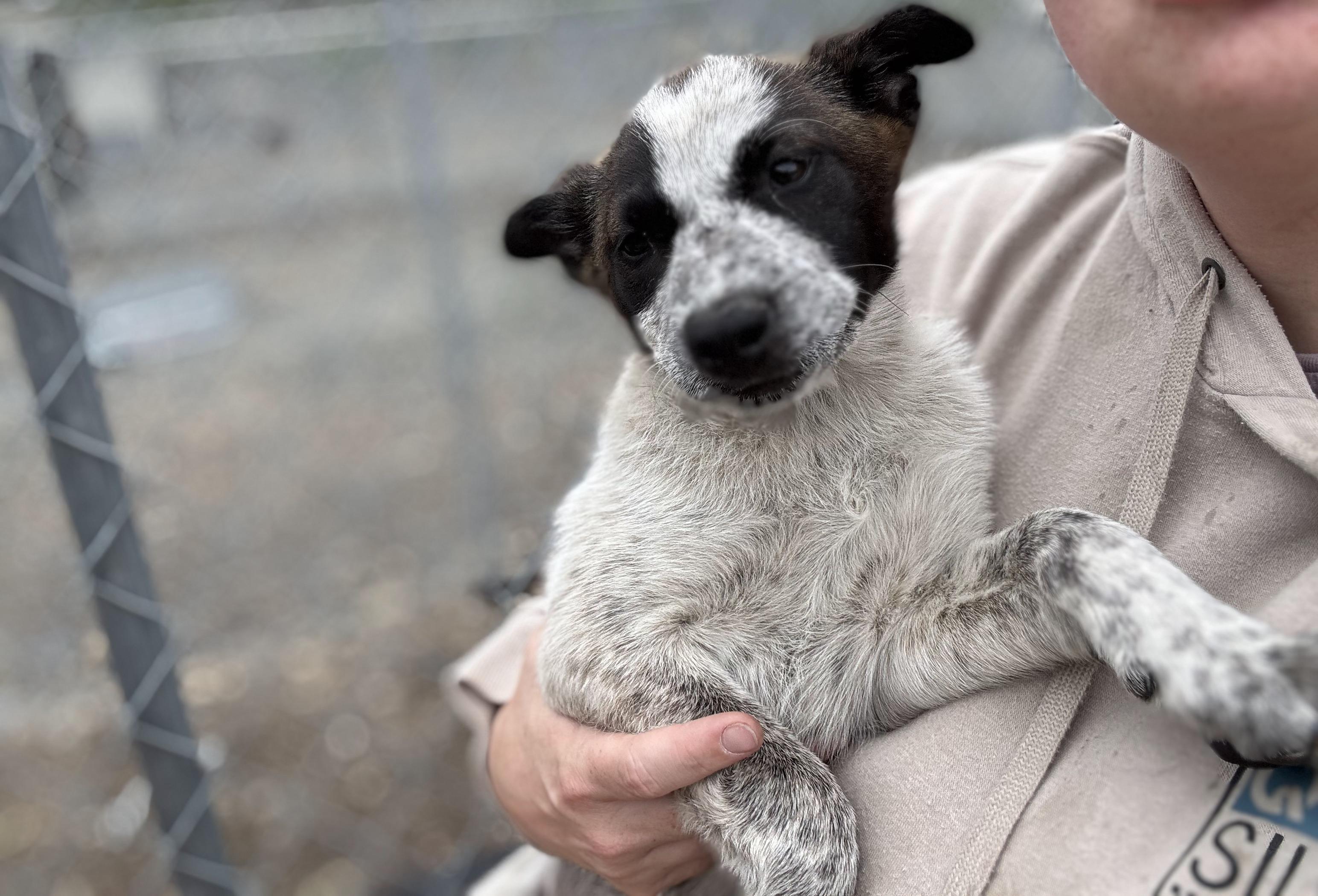 Wren, an adoptable Australian Cattle Dog / Blue Heeler, Mixed Breed in Republic, WA, 99166 | Photo Image 2