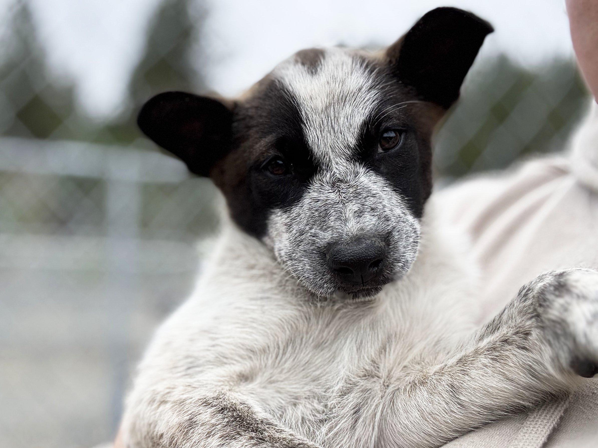 Wren, an adoptable Australian Cattle Dog / Blue Heeler, Mixed Breed in Republic, WA, 99166 | Photo Image 1