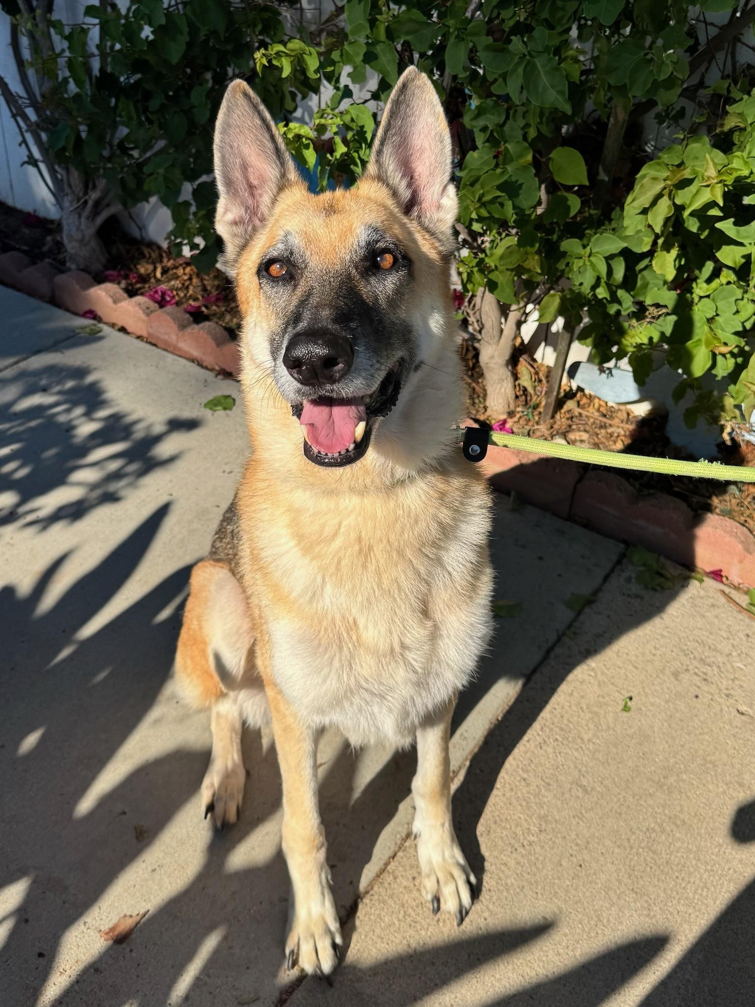 Stevie *Courtesy Post*, a Adoptable German Shepherd Dog in Newport Beach, CA image 1/6