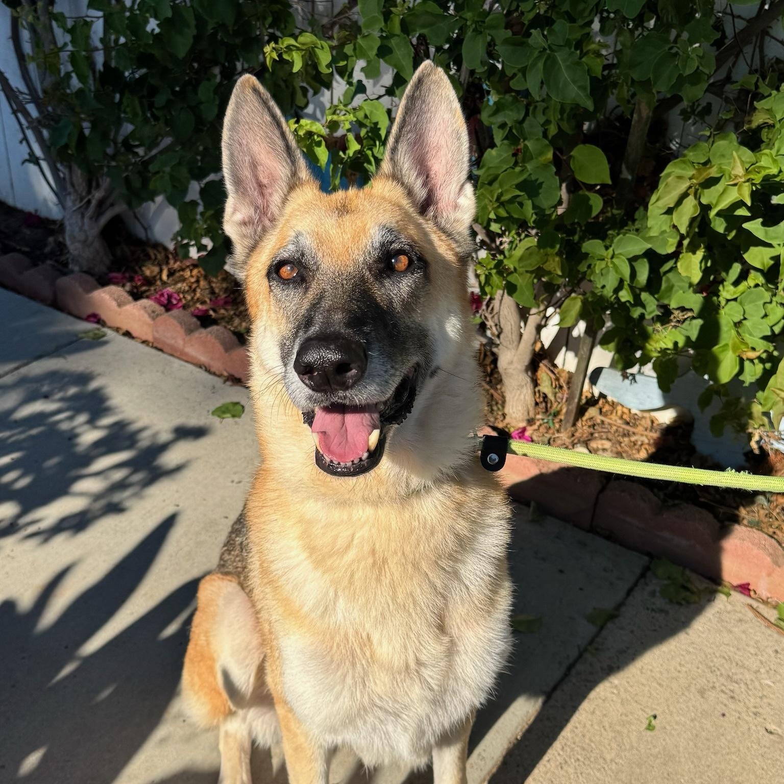 Enlarge Stevie *Courtesy Post*, a Adoptable German Shepherd Dog in Newport Beach, CA image 1/5