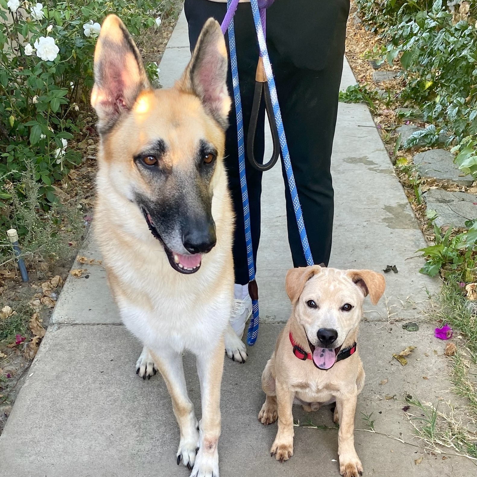 Enlarge Stevie *Courtesy Post*, a Adoptable German Shepherd Dog in Newport Beach, CA image 4/5