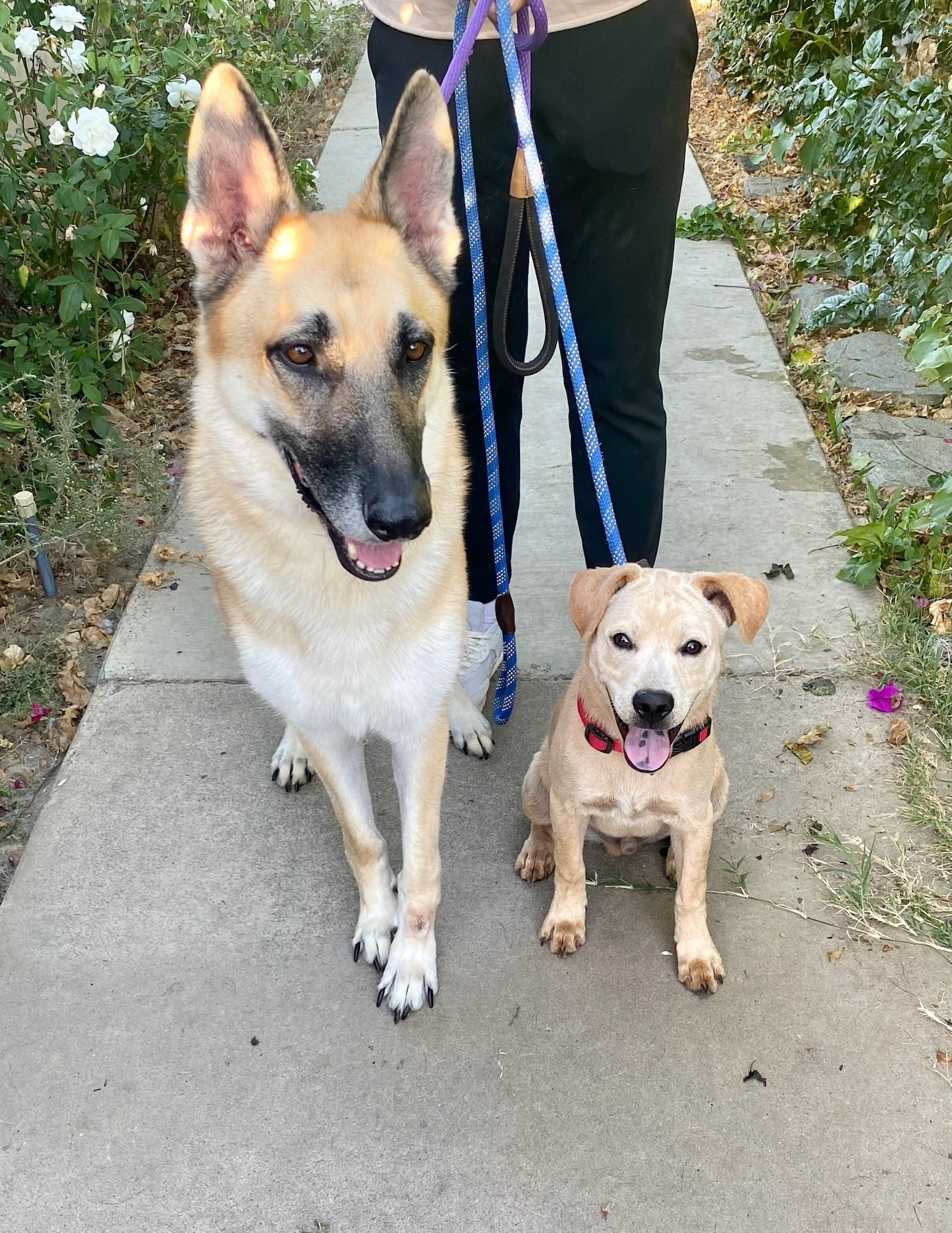 Stevie *Courtesy Post*, a Adoptable German Shepherd Dog in Newport Beach, CA image 5/6