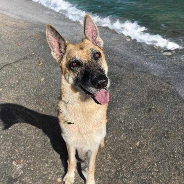 Enlarge Stevie *Courtesy Post*, a Adoptable German Shepherd Dog in Newport Beach, CA image 2/5
