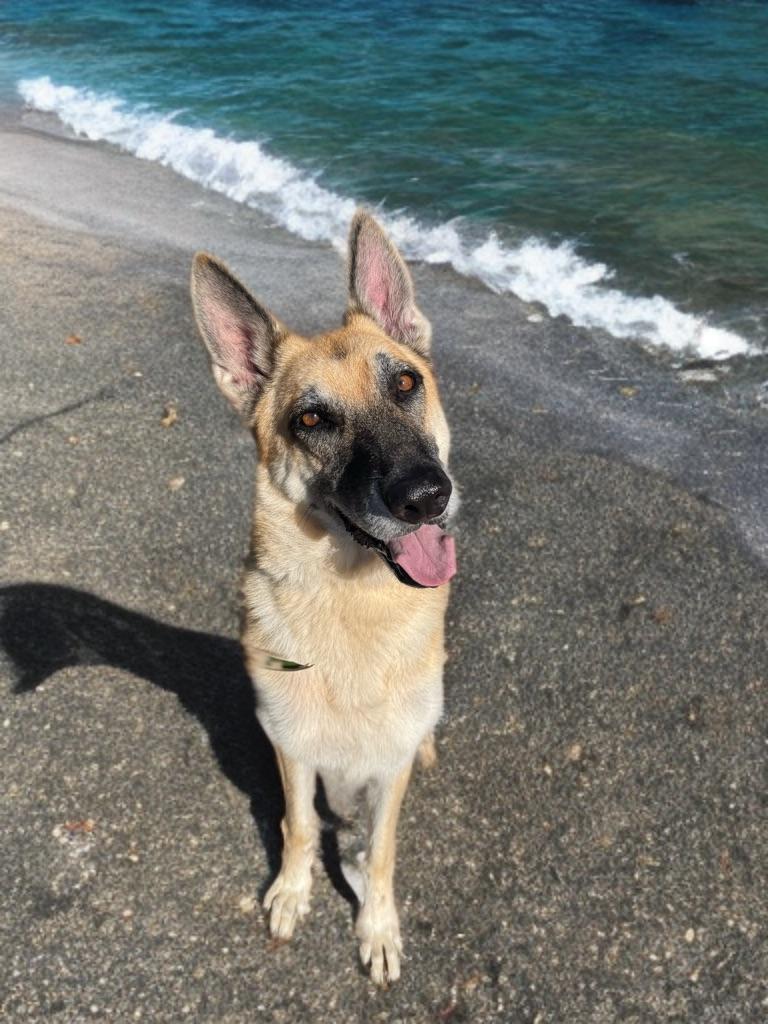 Stevie *Courtesy Post*, a Adoptable German Shepherd Dog in Newport Beach, CA image 2/6