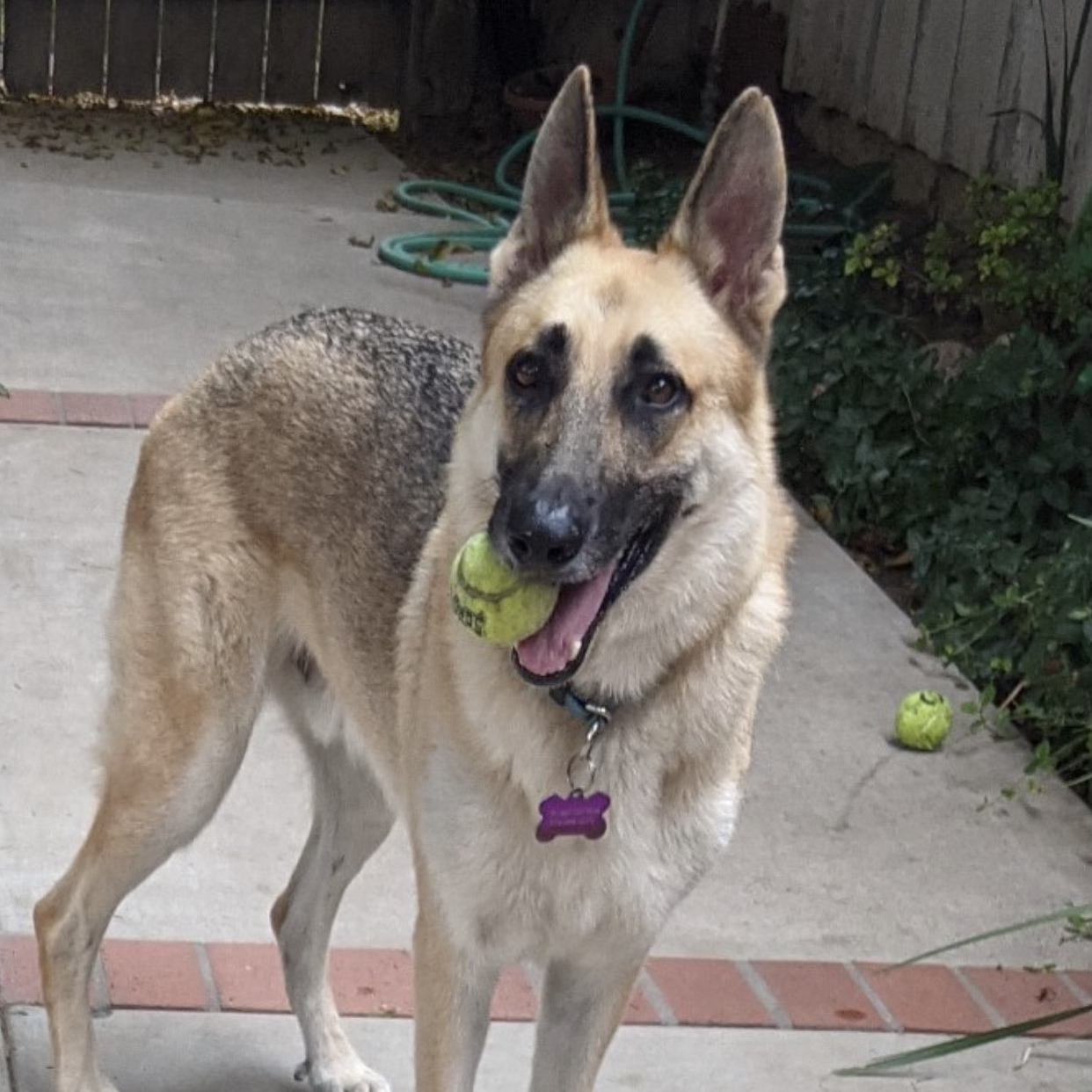 Stevie *Courtesy Post*, a Adoptable German Shepherd Dog in Newport Beach, CA image 3/6