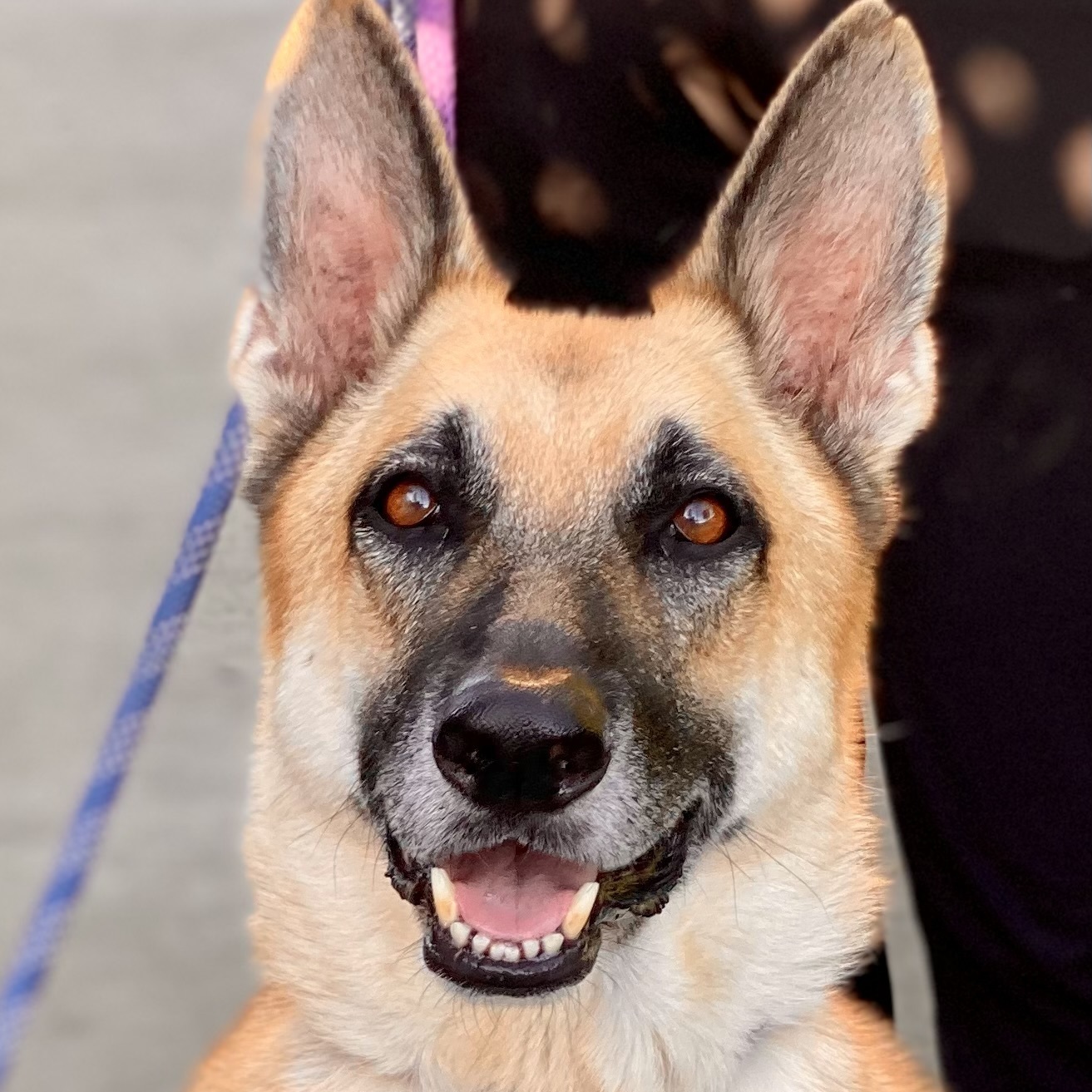 Stevie *Courtesy Post*, a Adoptable German Shepherd Dog in Newport Beach, CA image 4/6