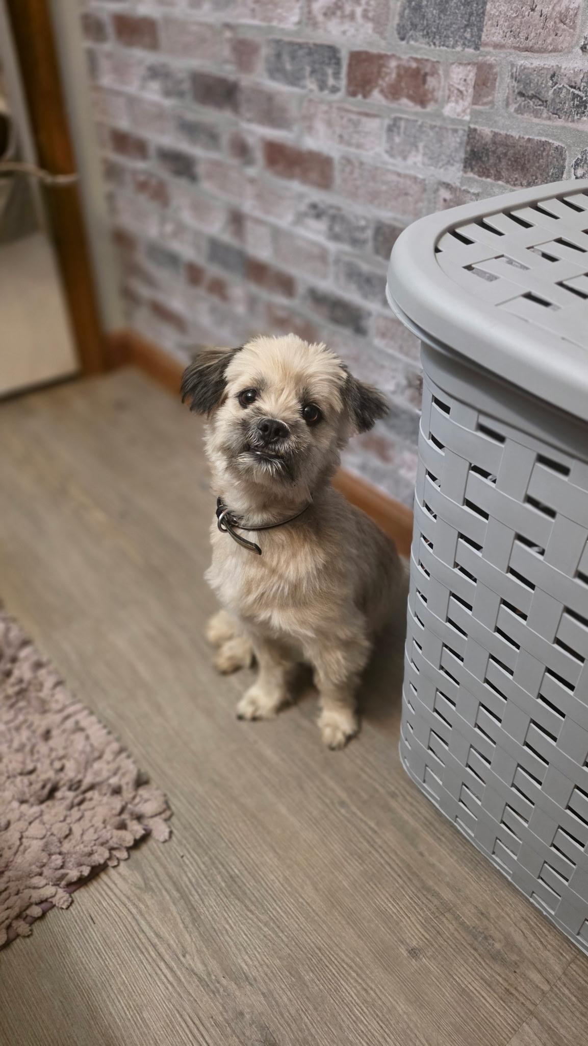 Bamby, an adopted mixed breed in Mount Juliet, TN image 2/2