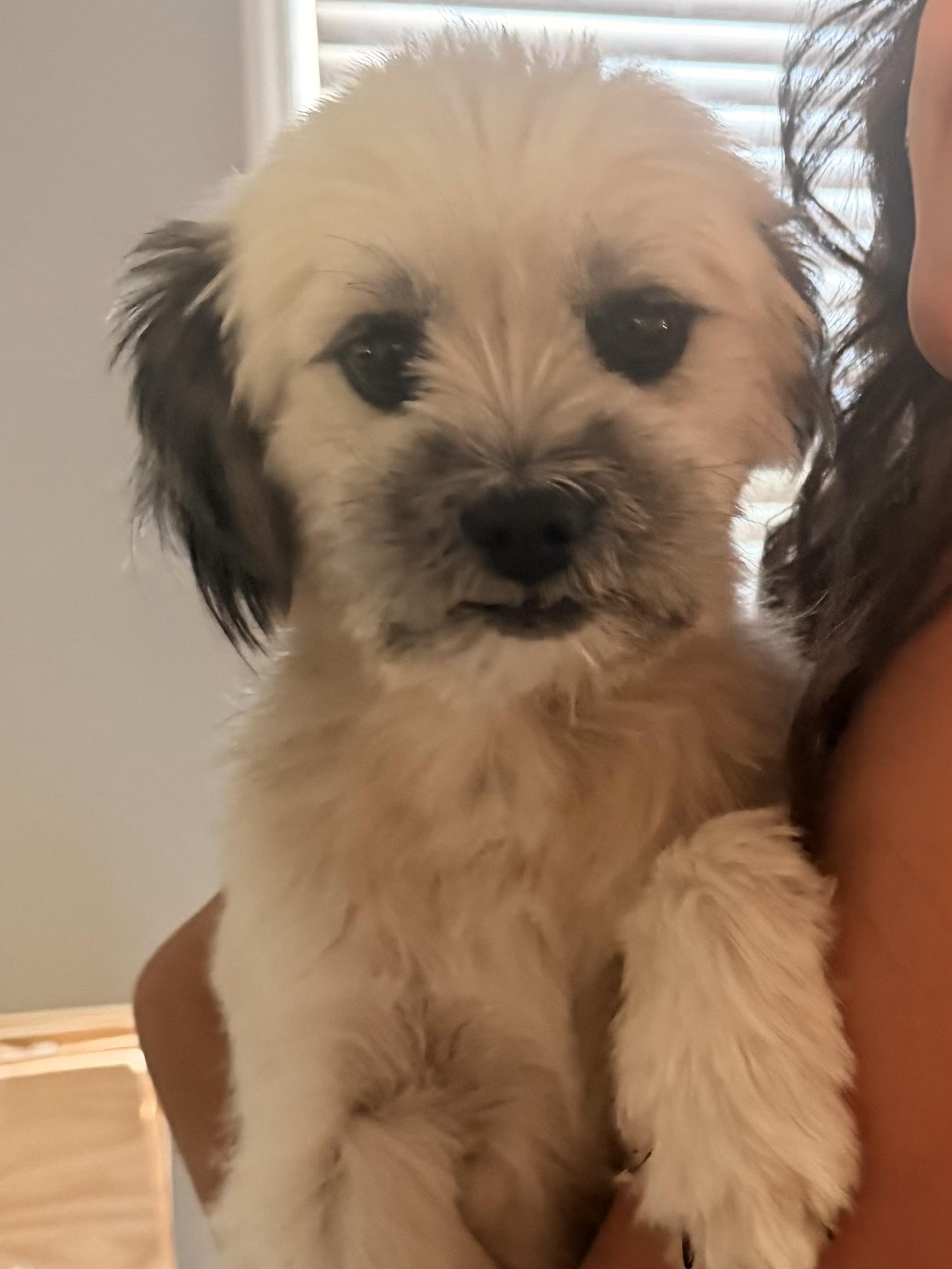 Bamby, adopted, Adult Male Poodle & Lhasa Apso.